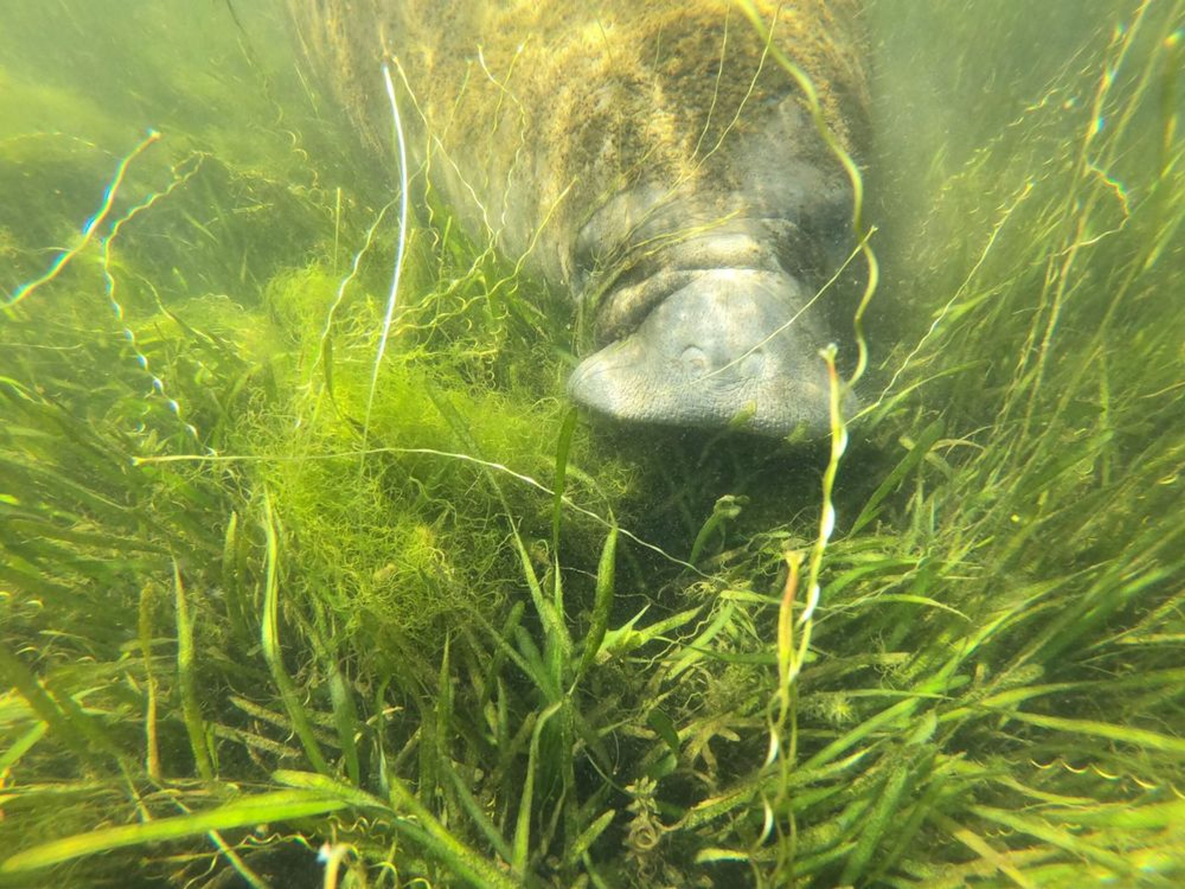 The Benefits of the Kings Bay Restoration Project: A Glimpse into the Magnificence of Crystal River Manatees