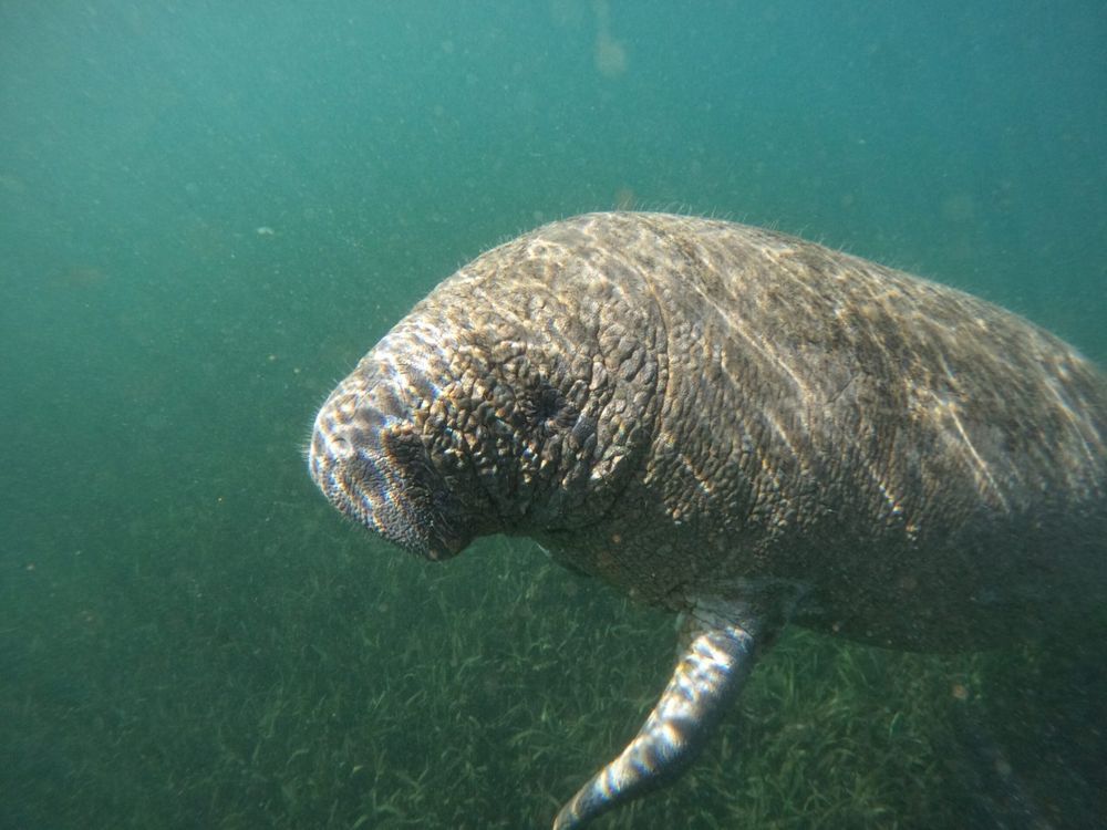 Navigating the Natural Wonders: How Weather Impacts Our Manatee Snorkeling Tours