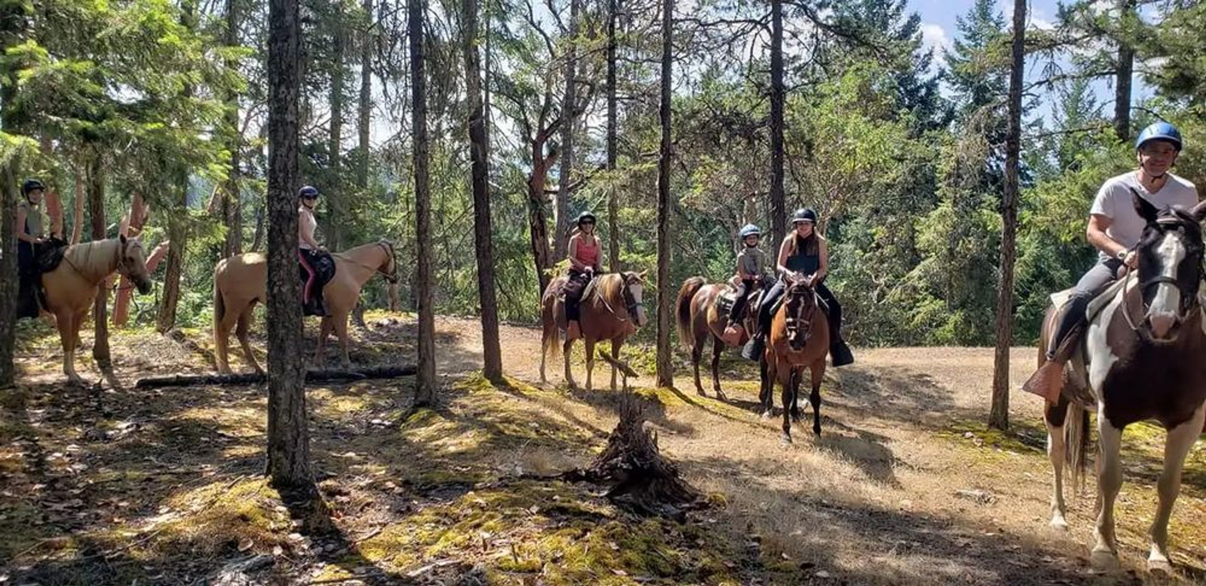Horse Boarding, Vancouver Island - Image 4