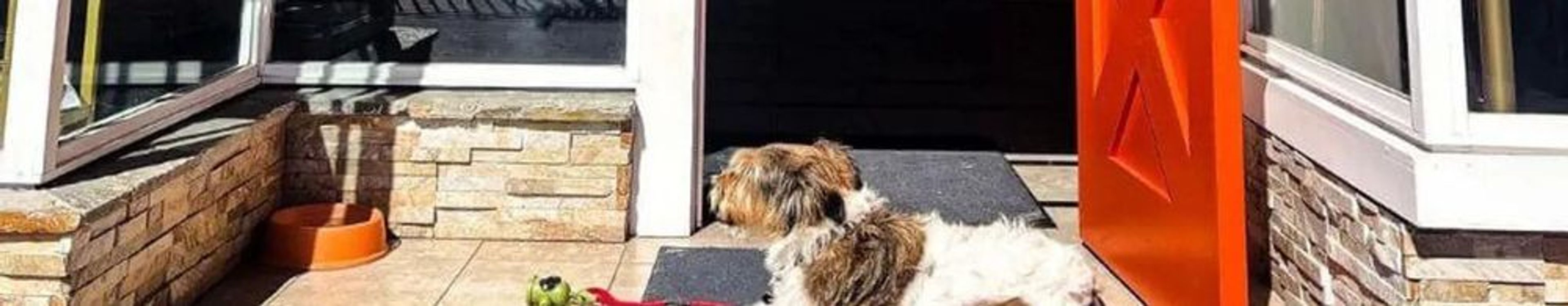 Traveling With Your Dog