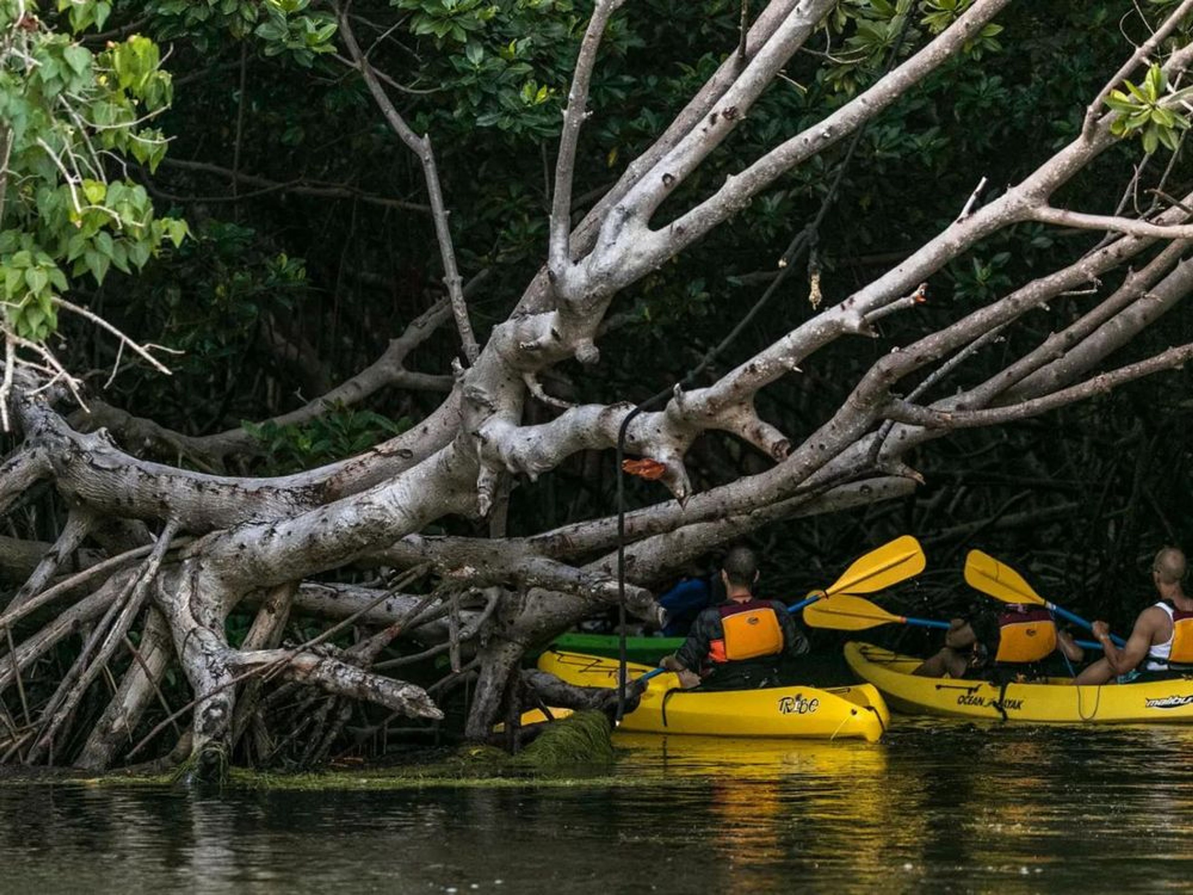 Wheelchair-Accessible Bioluminescent Bay Tour - Image 4