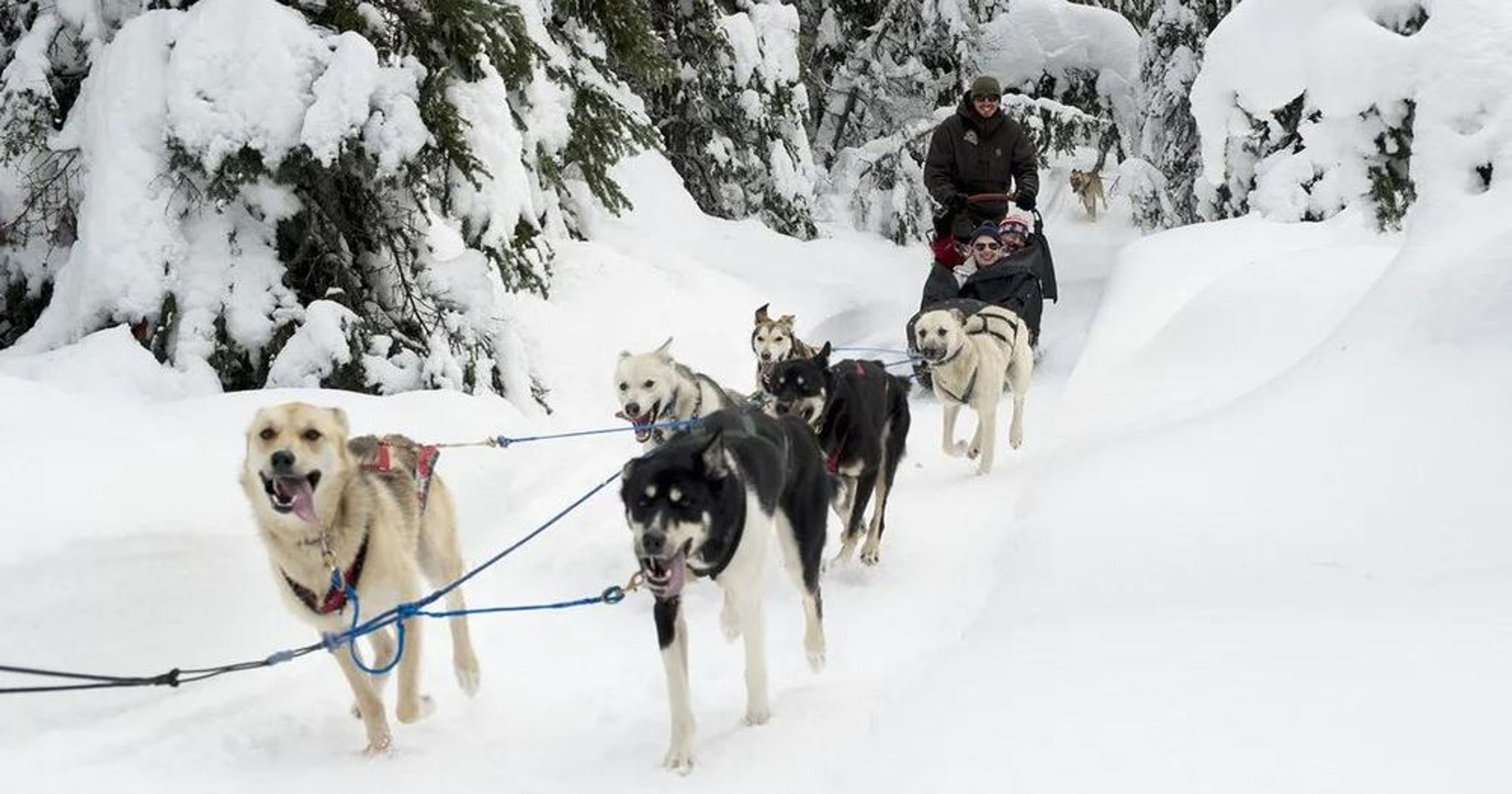 Bucket List Dog Sledding Tour - Image 2