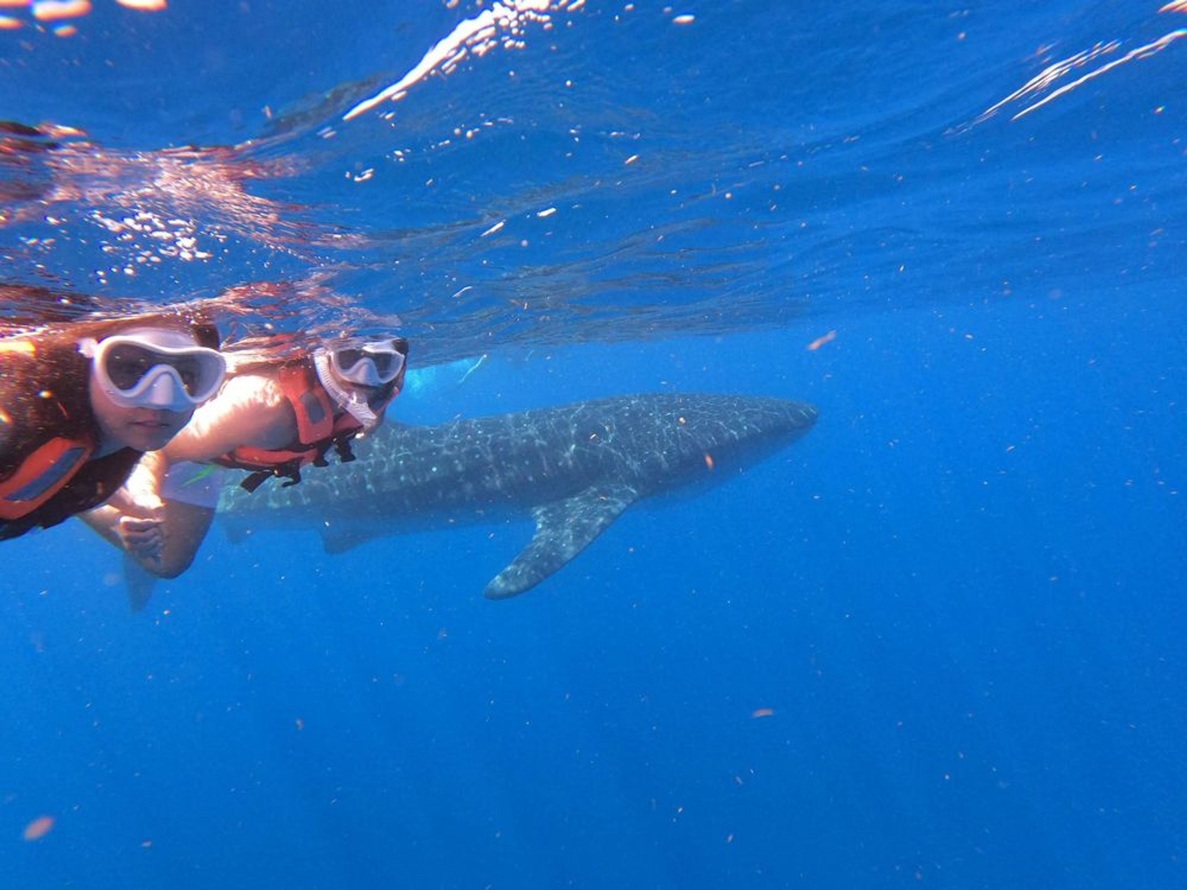 Swim with Whale Sharks - Public - Image 1