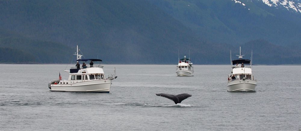 Humpback Whales, Brown Bears & Halibut - The Ultimate Guide To