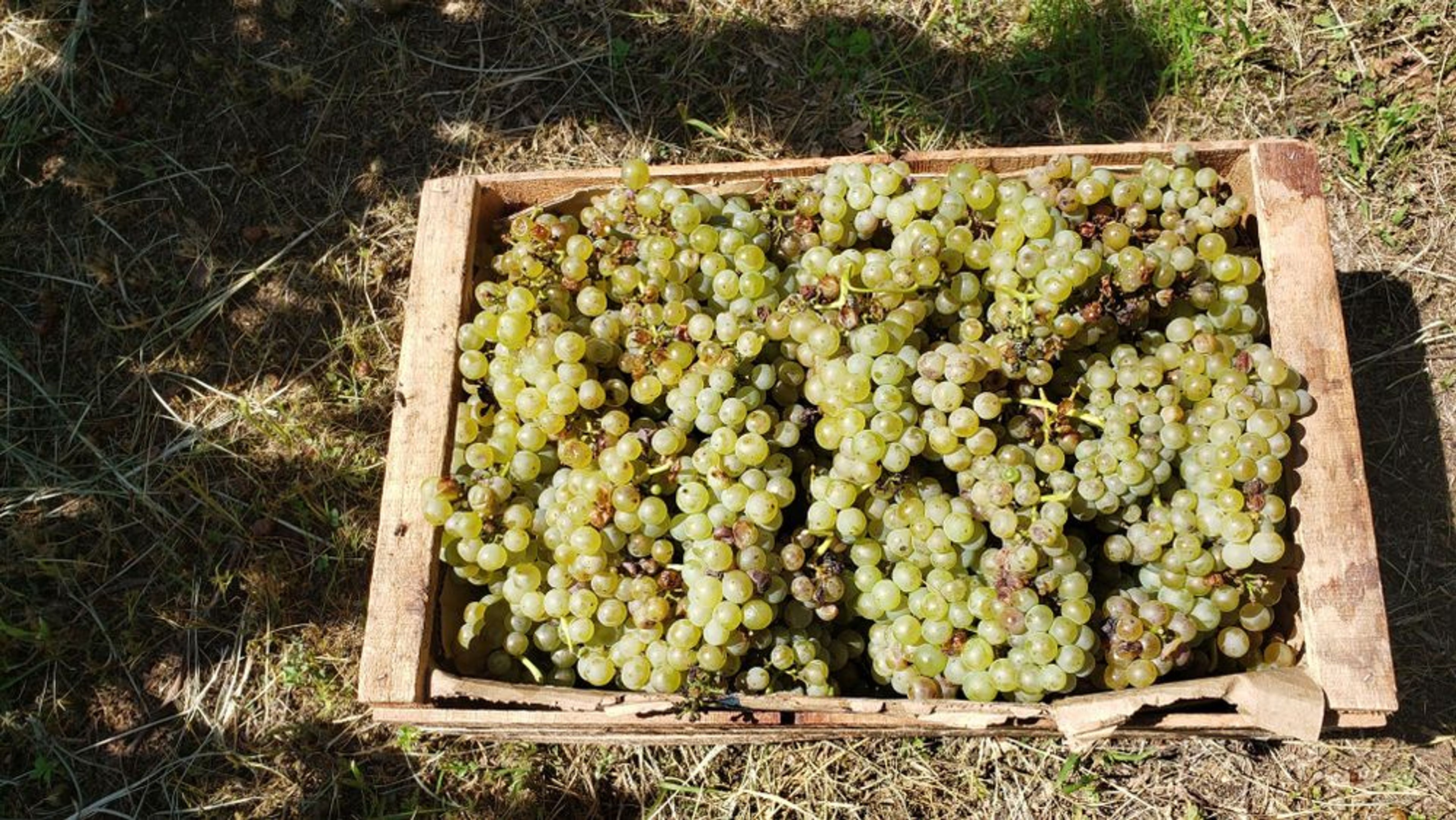 Chardonnay grapes