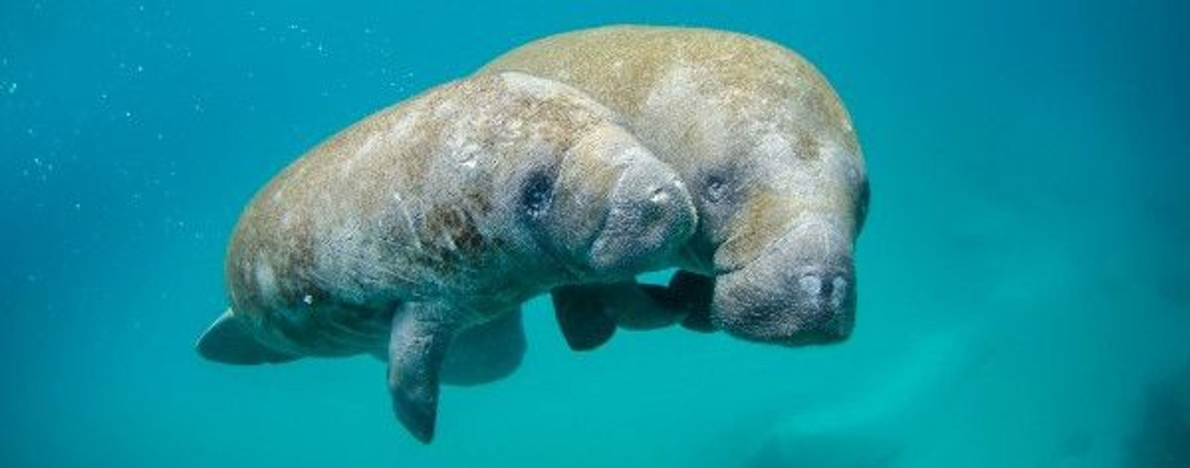 Florida’s gentle manatees