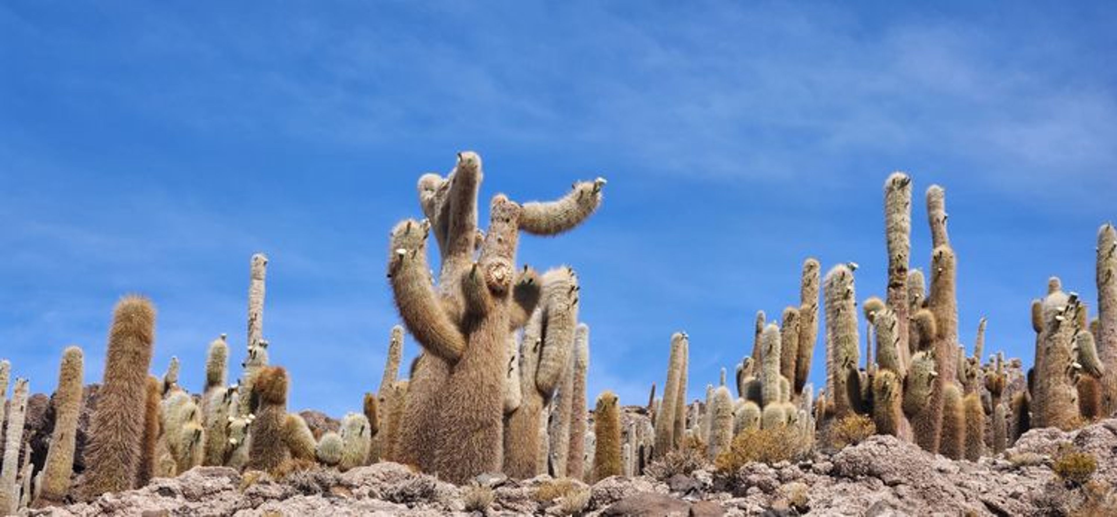 The eerie cactus formations of Isla del Pescado.