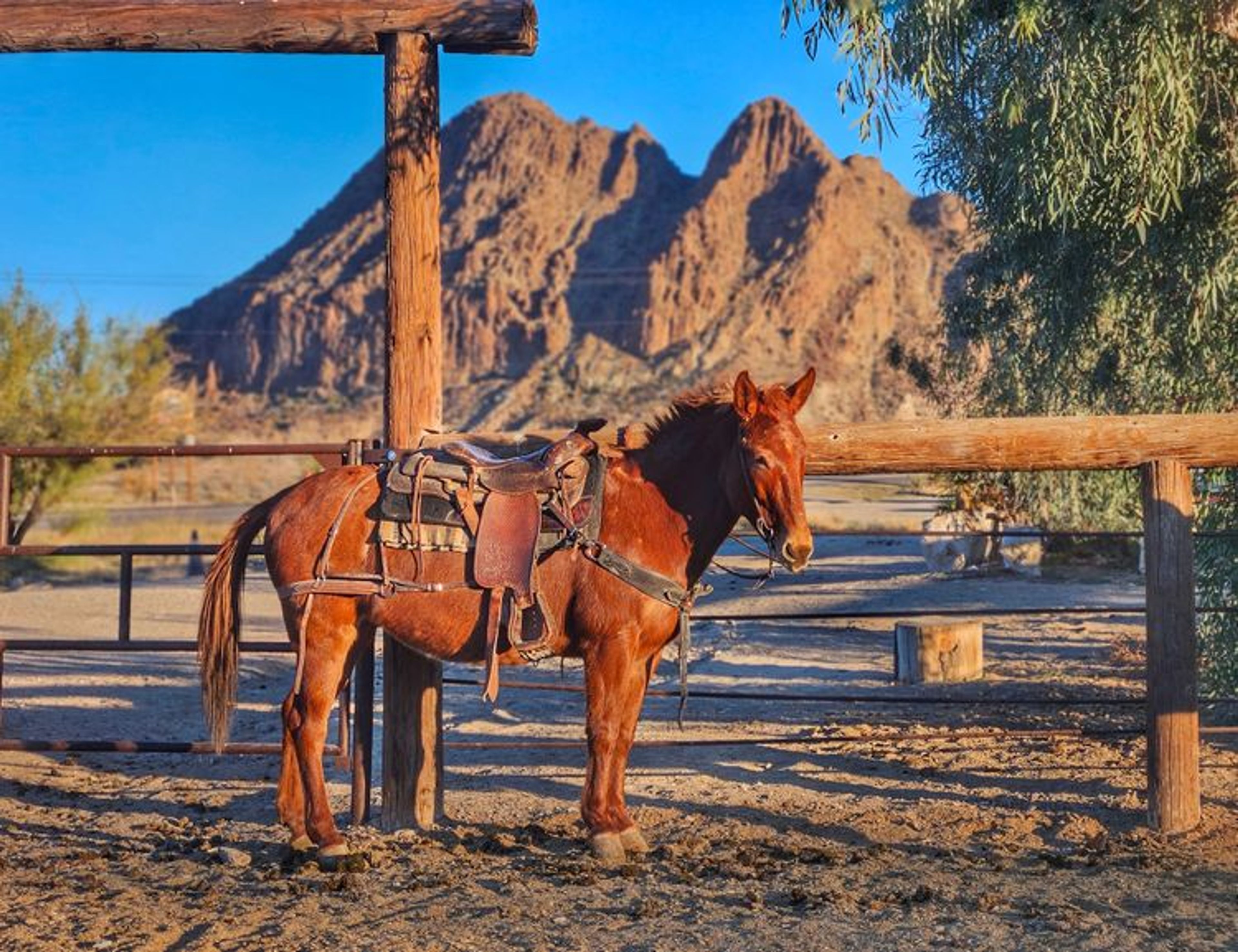 Well-trained desert horses and mules