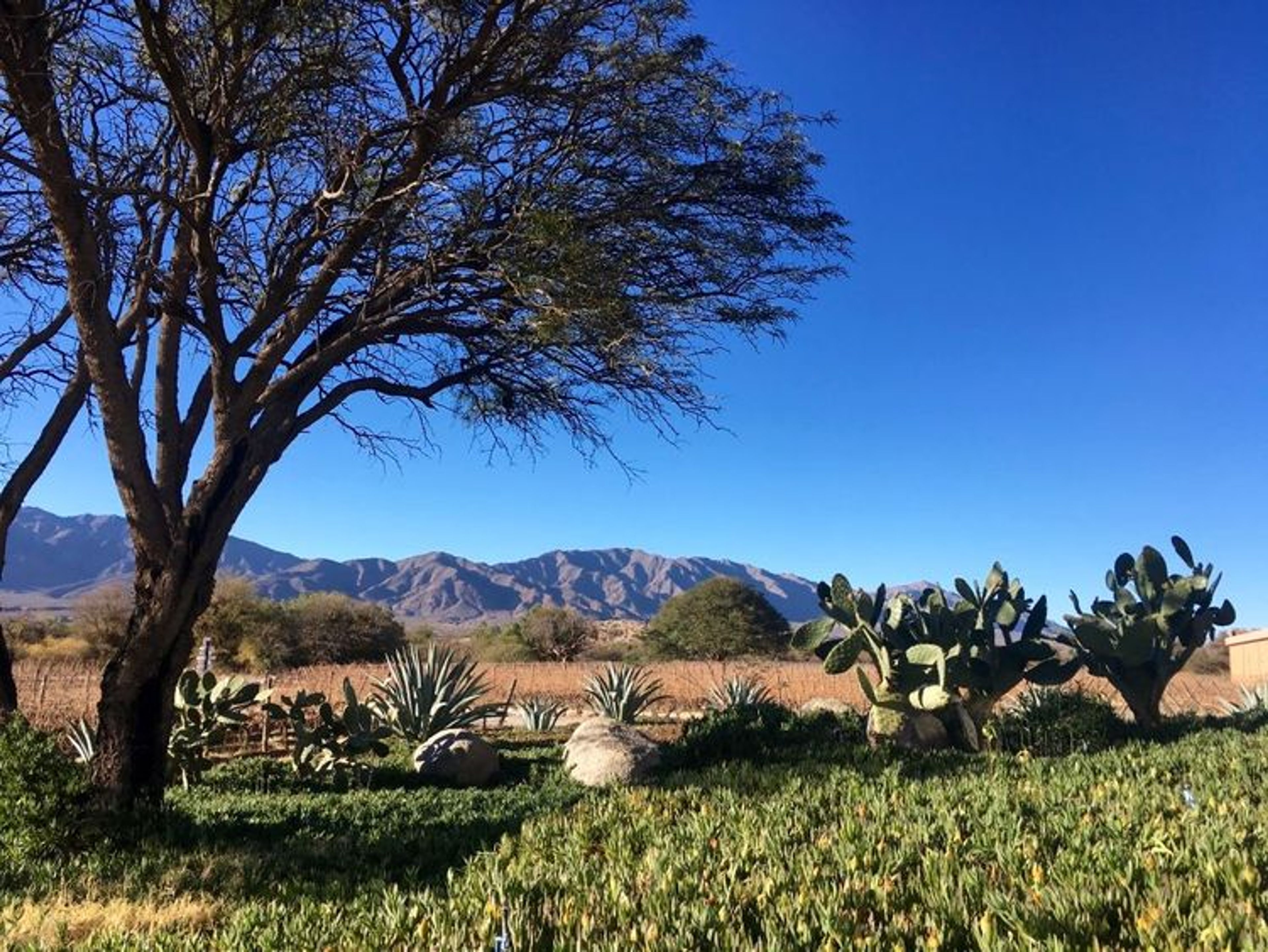 Unwinding in Colome vineyard 