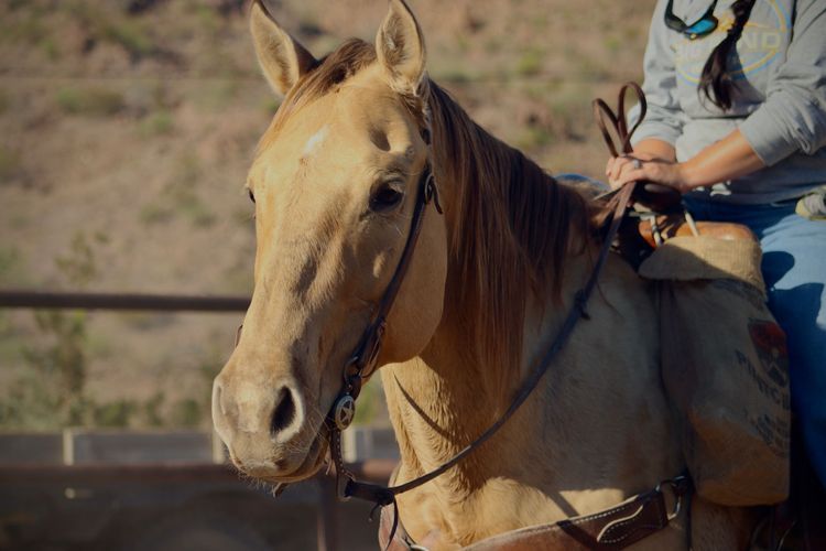 Well-trained desert horses & mules