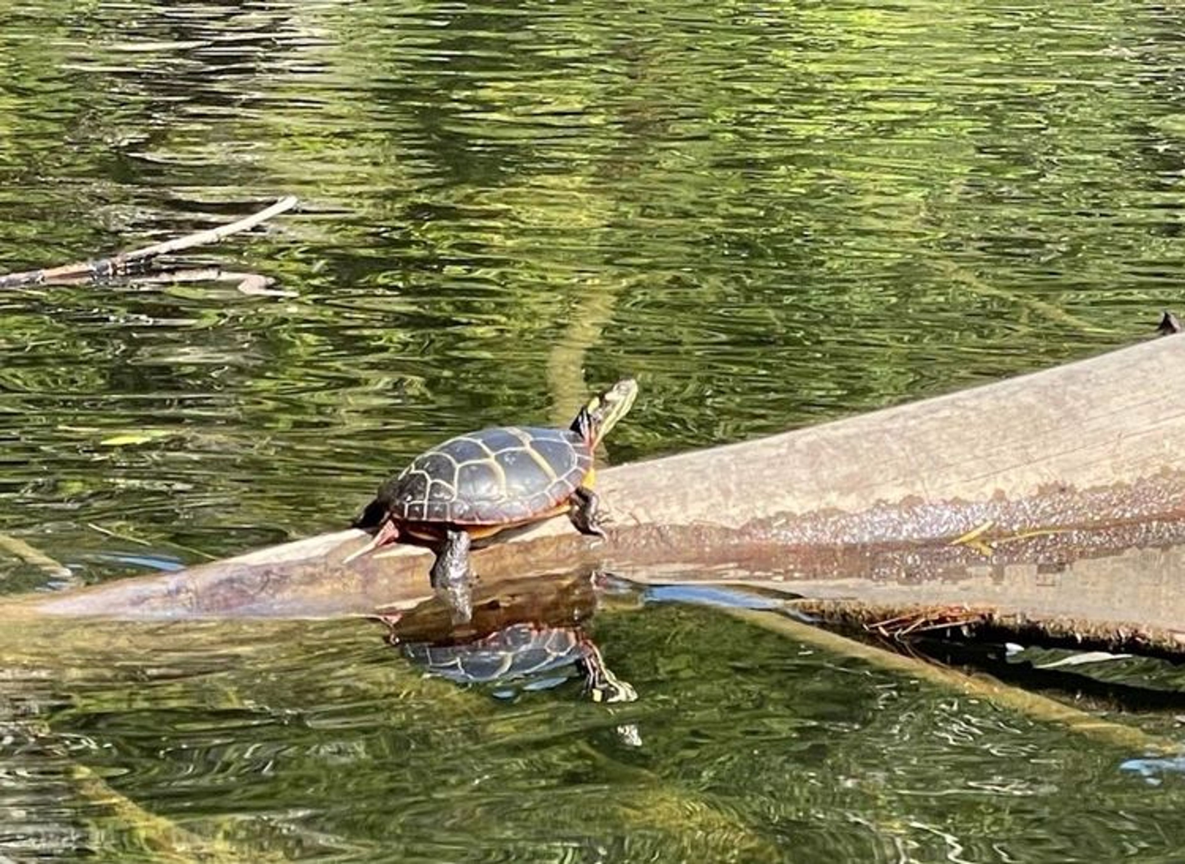 Discover local wildlife in their natural habitat.