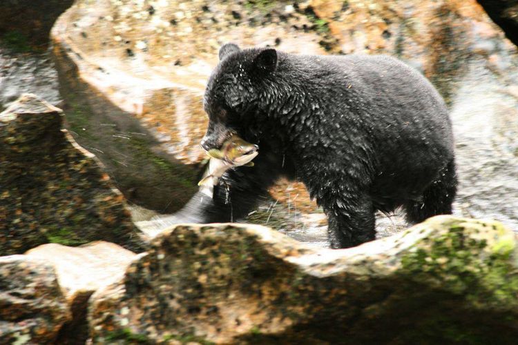 Spectacular Wildlife Viewing