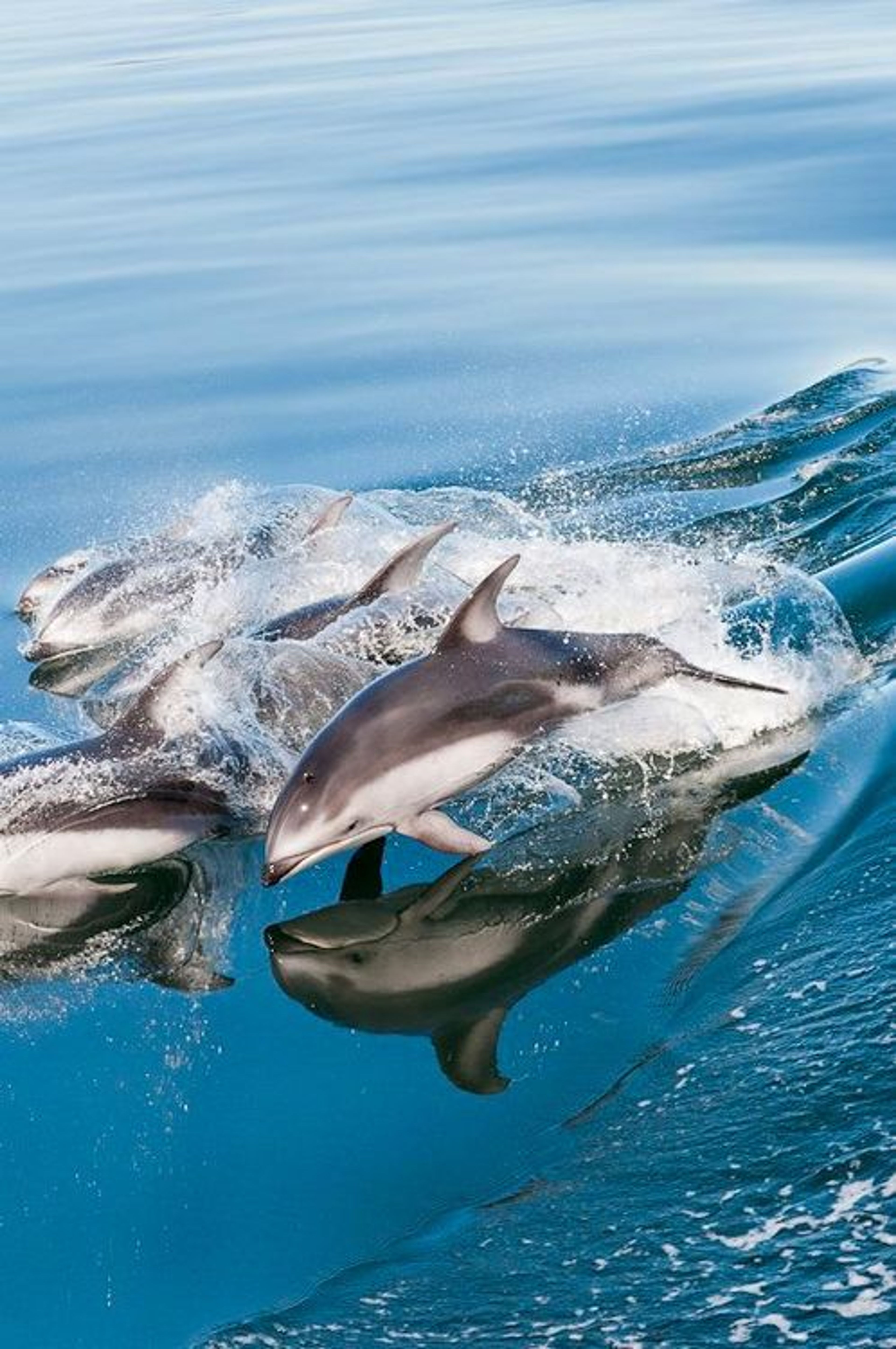 Spectacular Wildlife Viewing