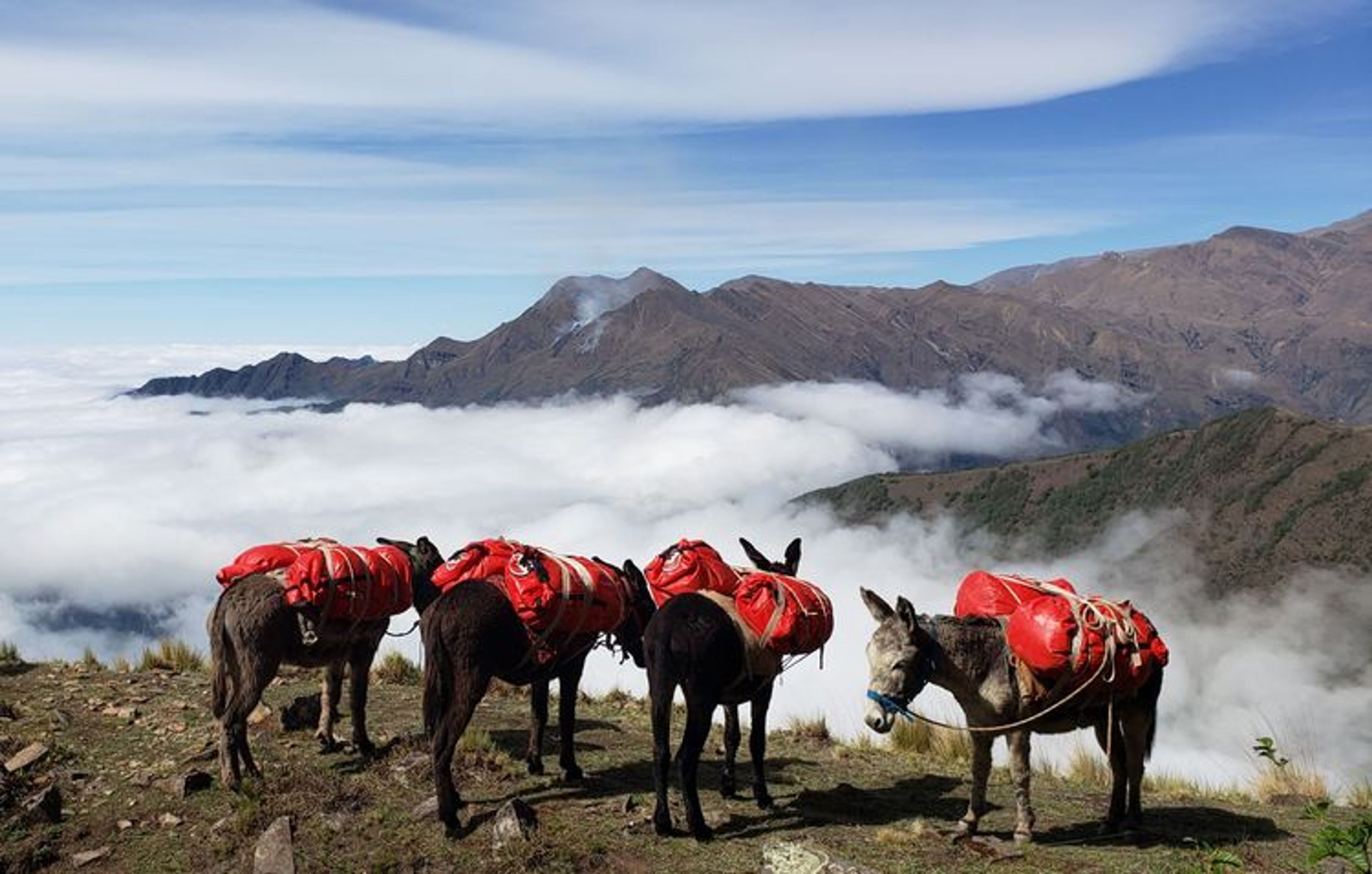 Our faithful mules take a break