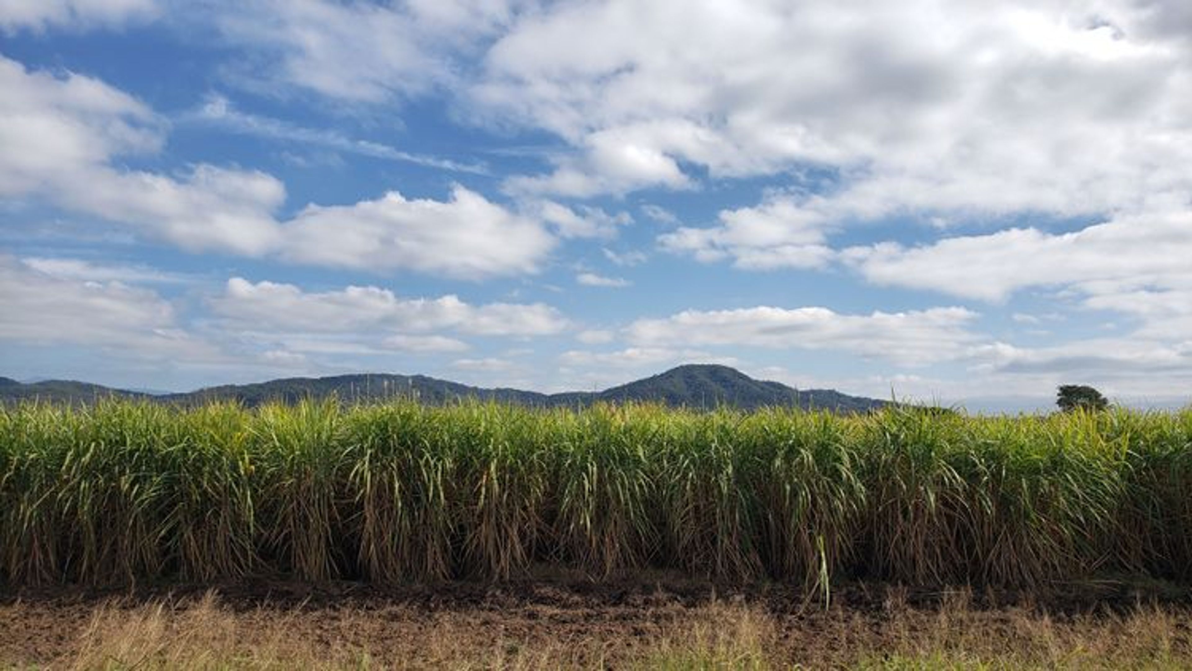 Sugar-growing region of Jujuy