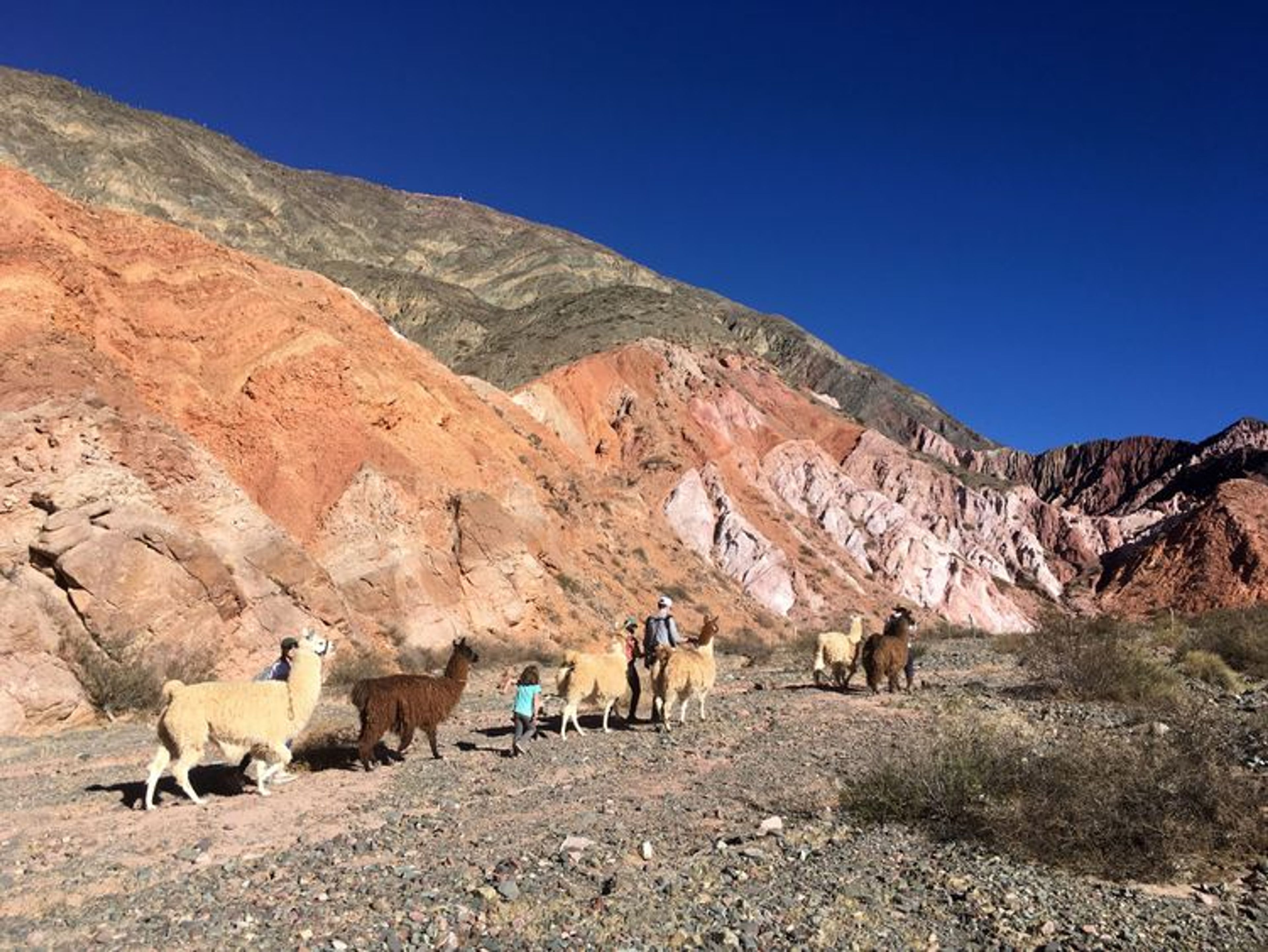 Llama trekking in Los Colorados, Purmamarca