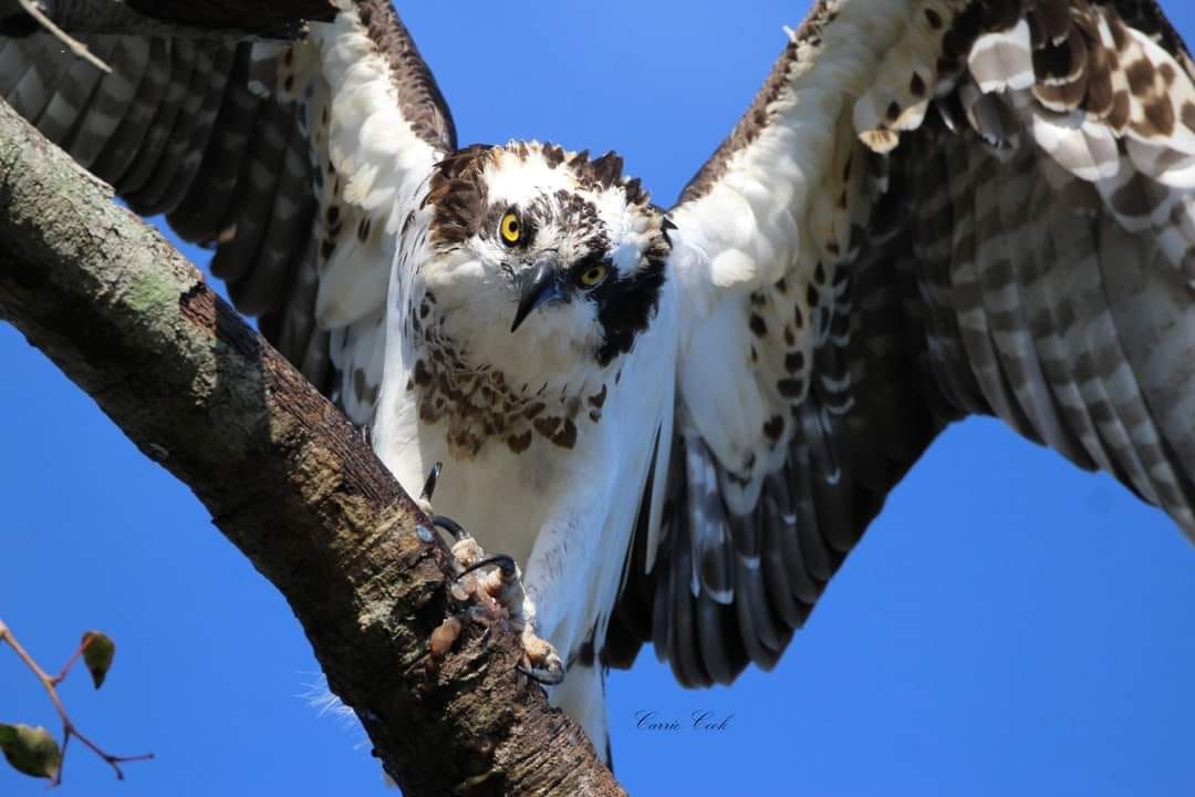 osprey in the Dora Canal