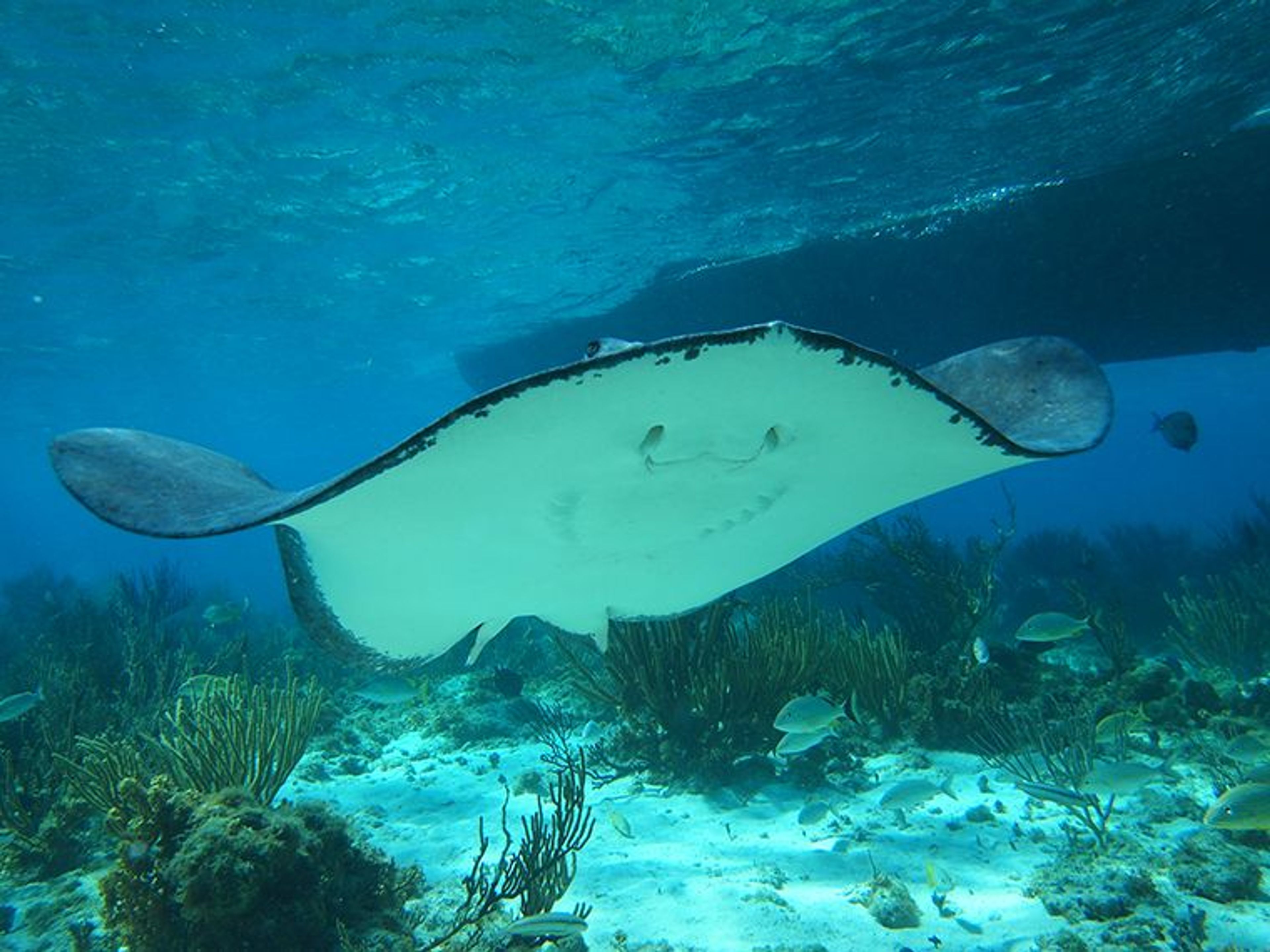 Tour #3: Beach Lunch, Stingray & Snorkel tour - Image 2