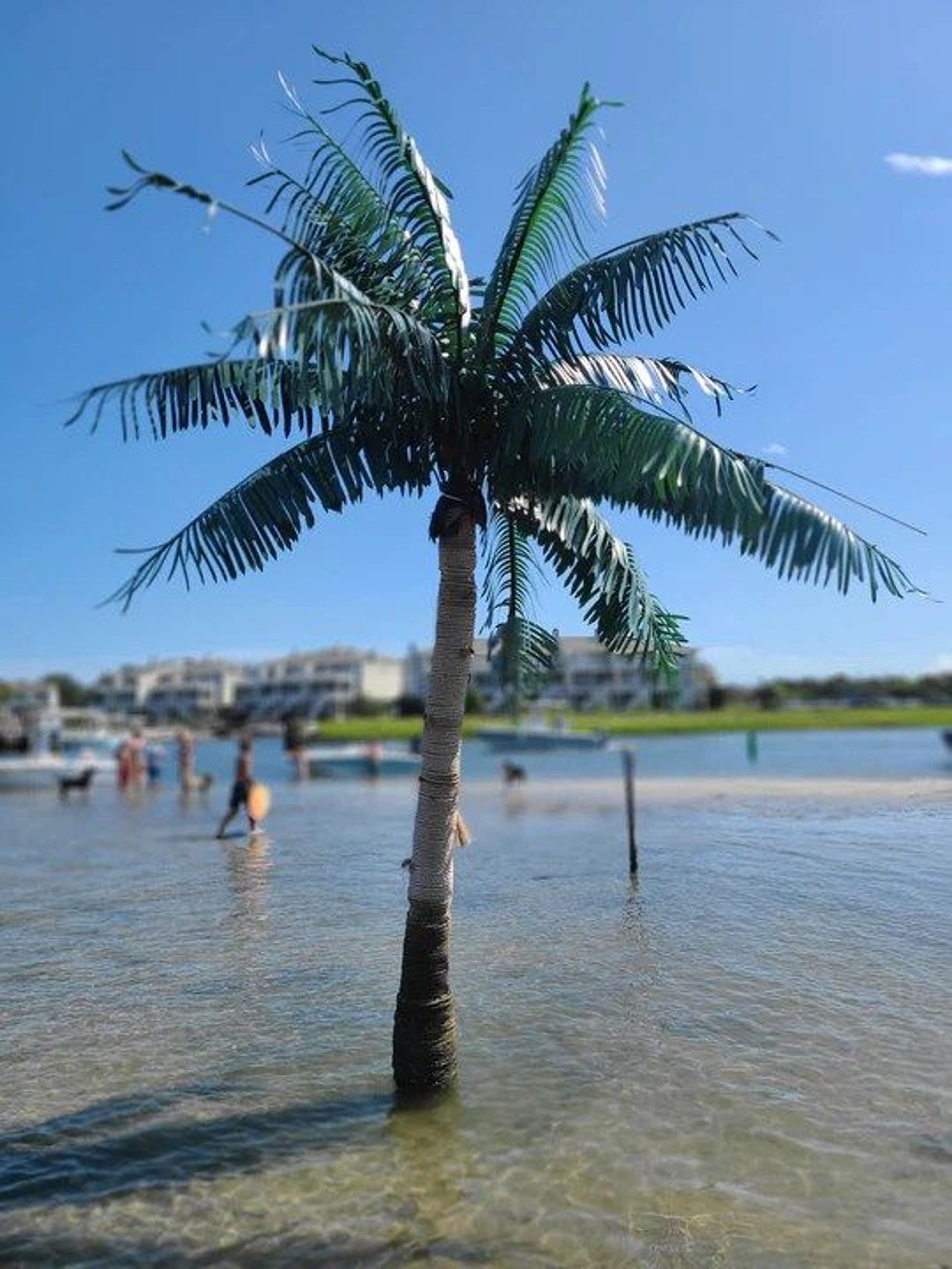Palm Tree Island Cruise - Image 1