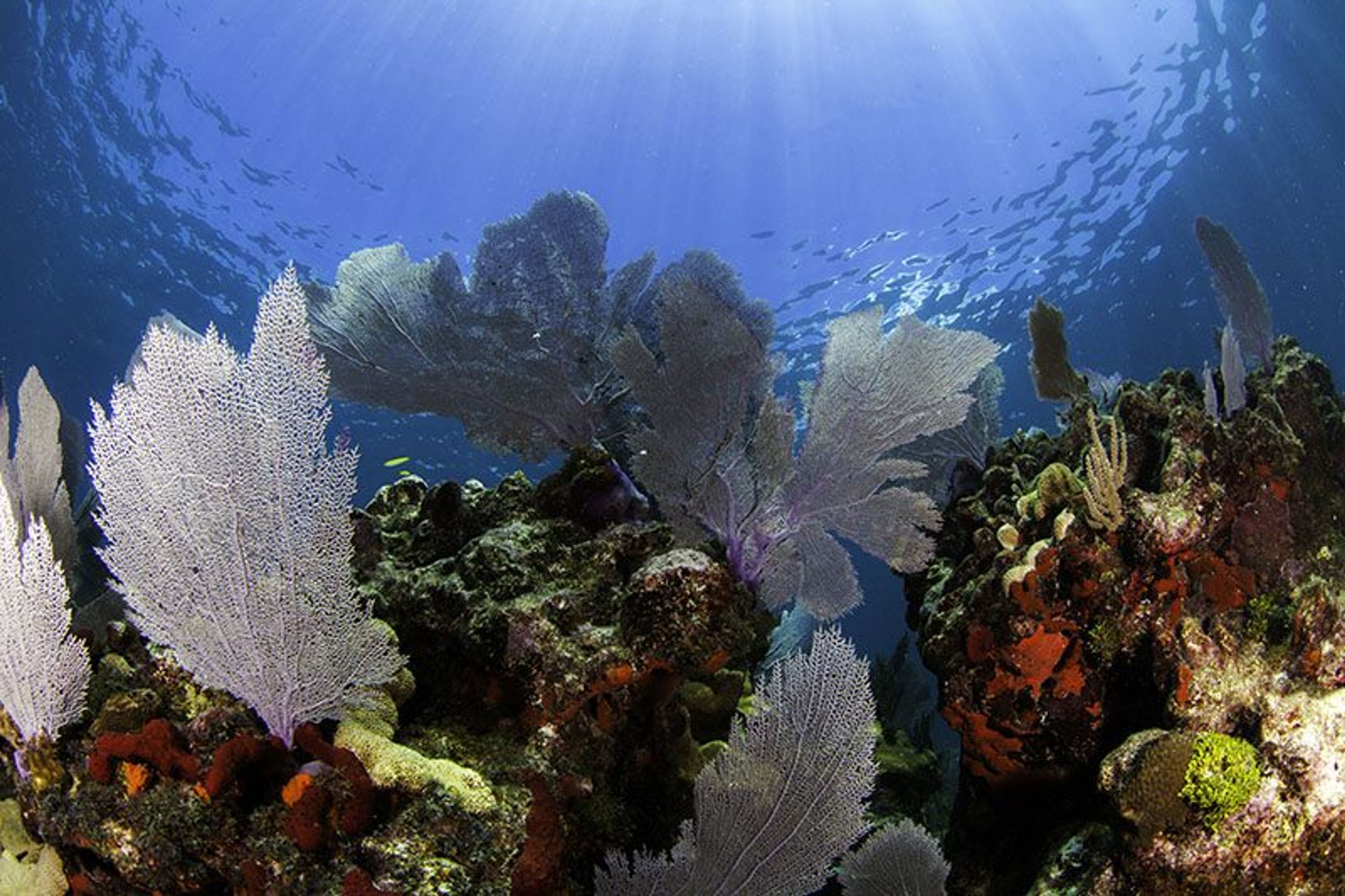 Private Full Day: Island Tour  - Image 2