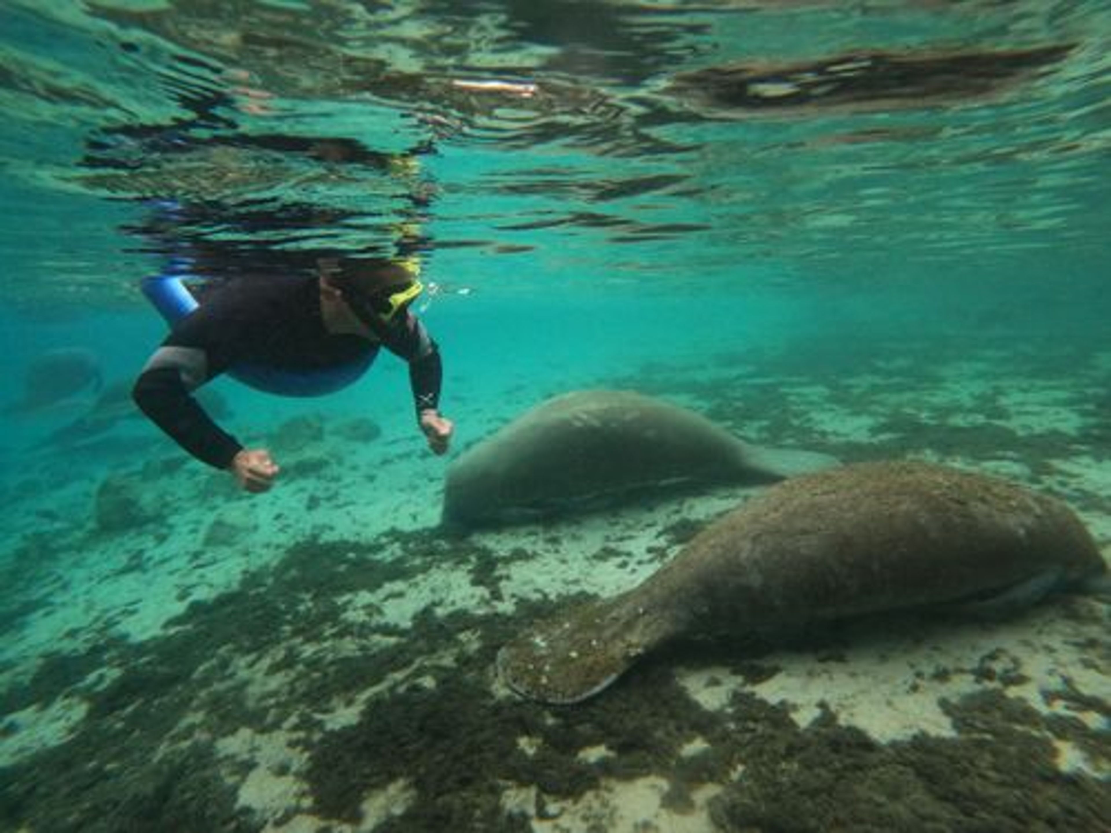 Classic Manatee Snorkeling Tour