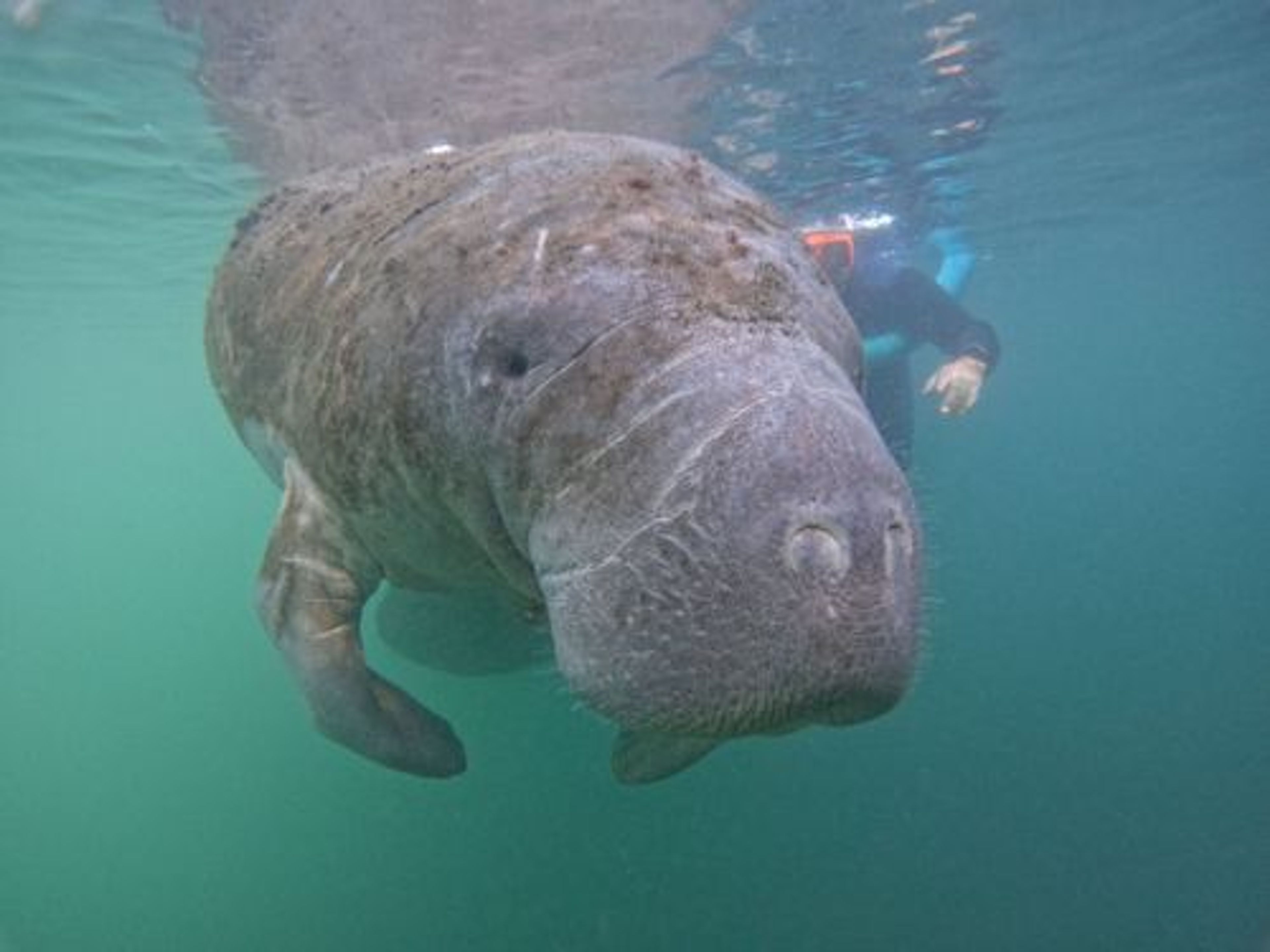 Semi-Private Manatee Snorkeling Tour