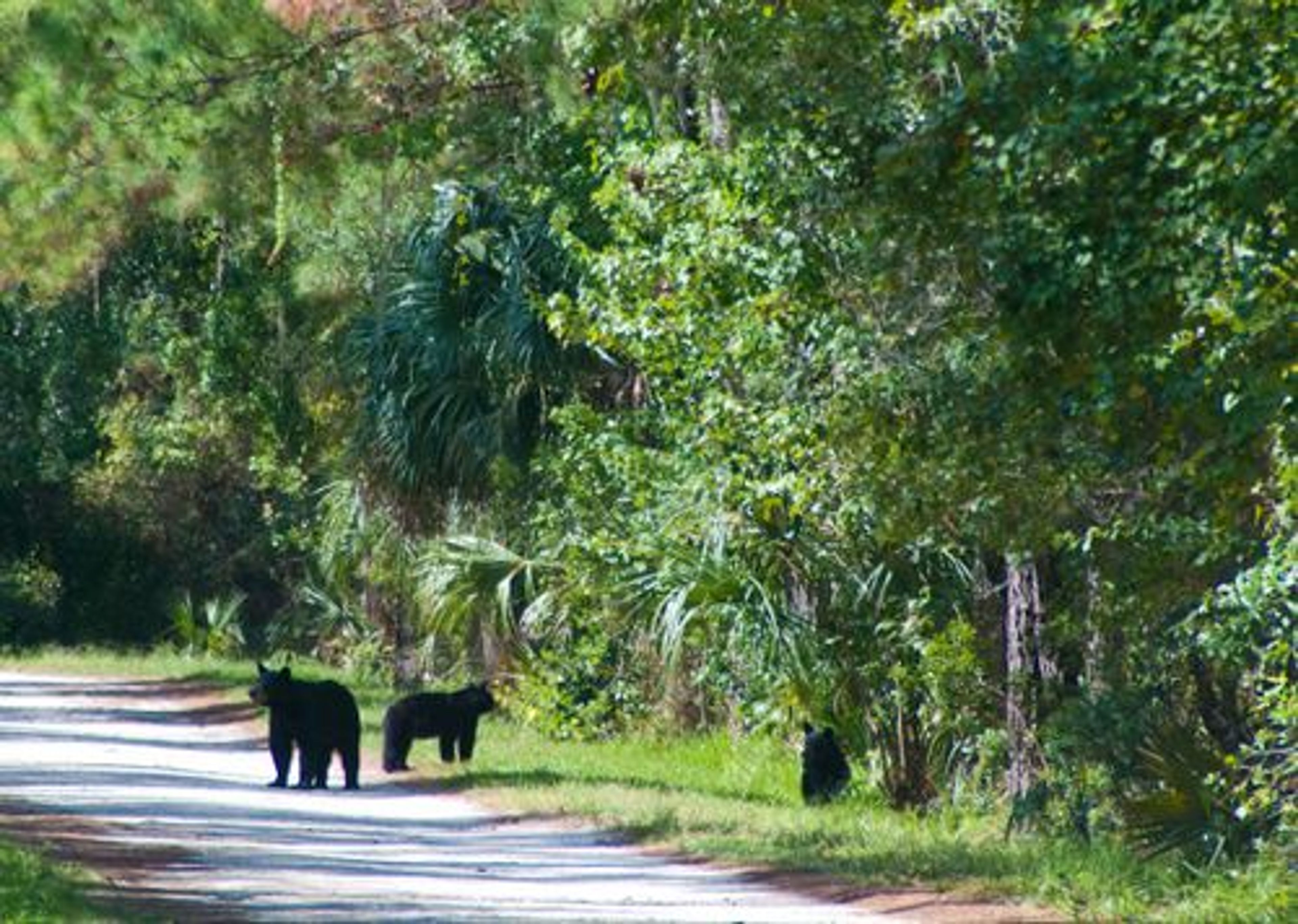 Black Bear Discovery Hike