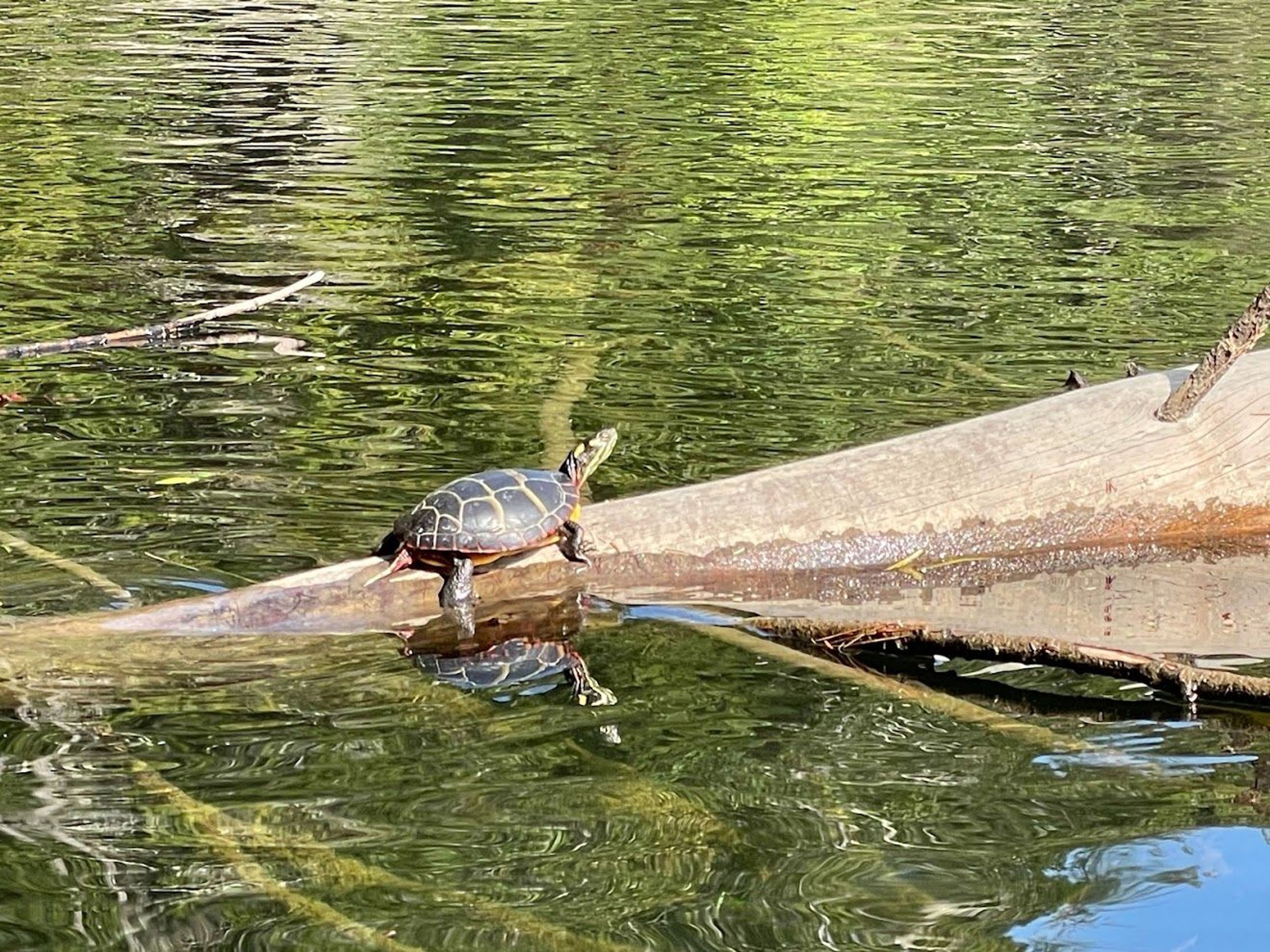 Scenic Wildlife Encounters