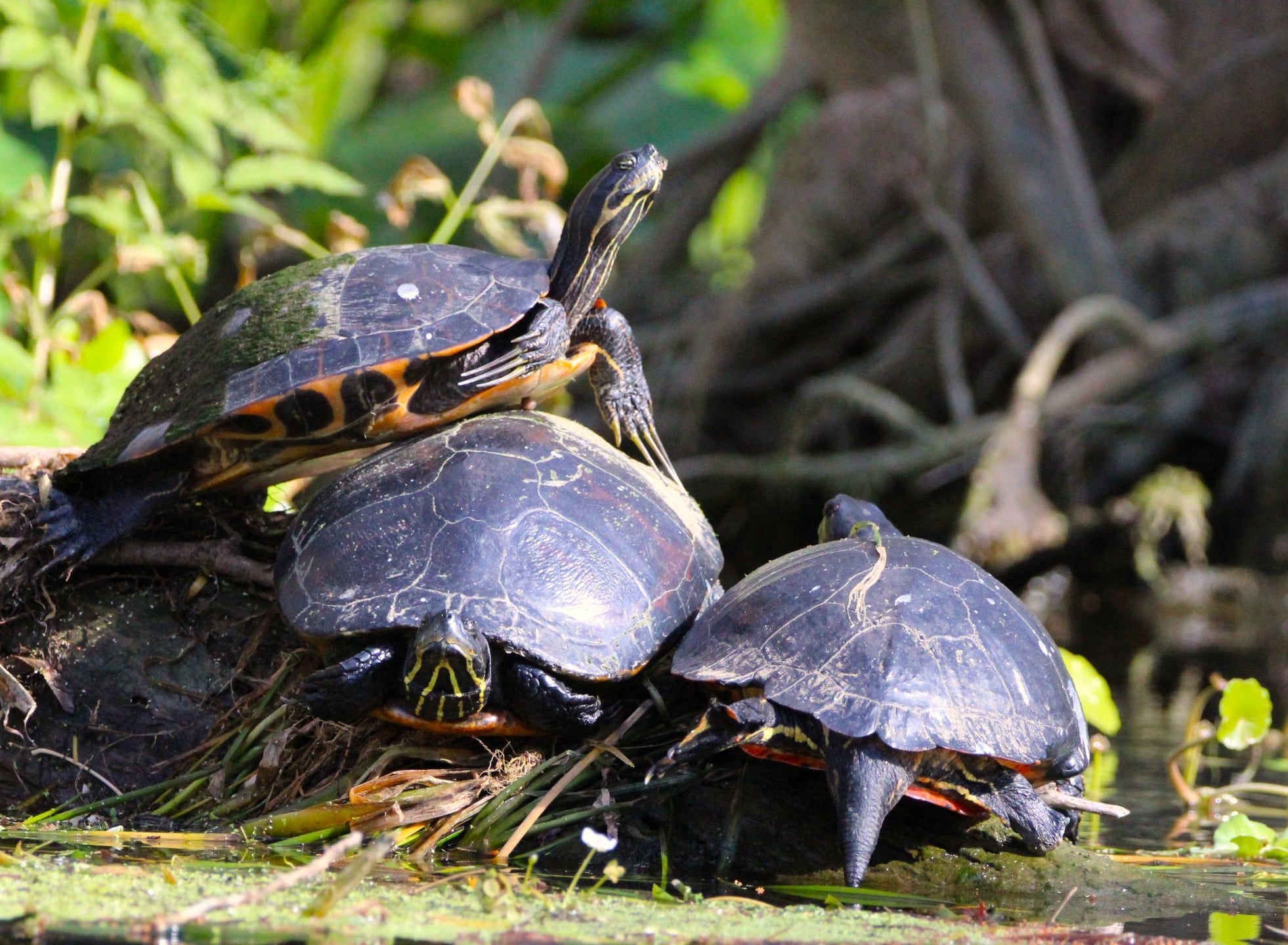 turtles on the Dora Canal