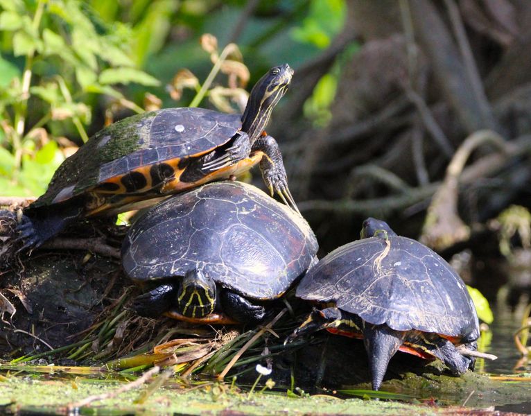 Turtles spotted on your adventure