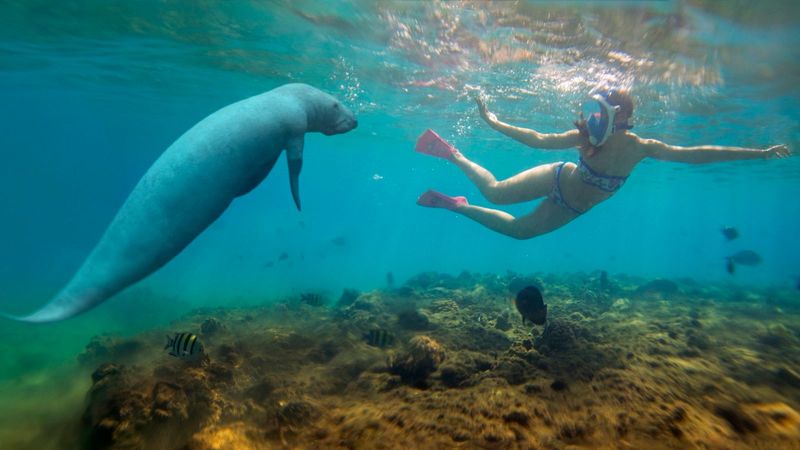 Where To See Manatees In Florida Keys - John Pennekamp State Park