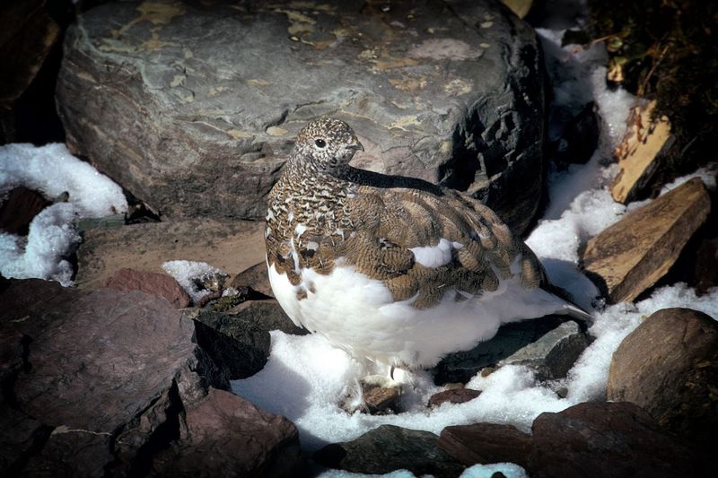 Bird Species In Alaska - Willow Ptarmigan
