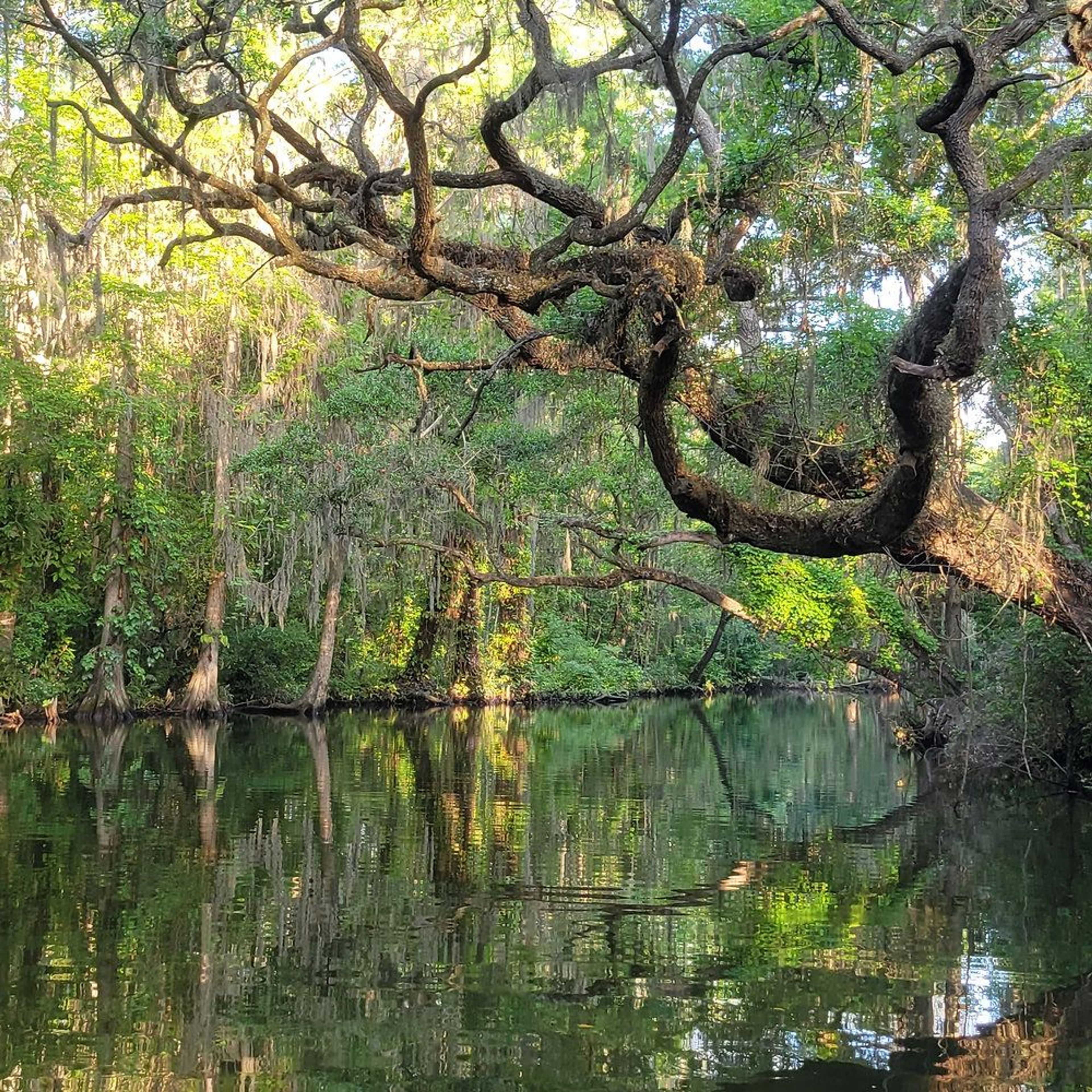 Conservation on the Waterways: Preserving Florida's Natural Beauty