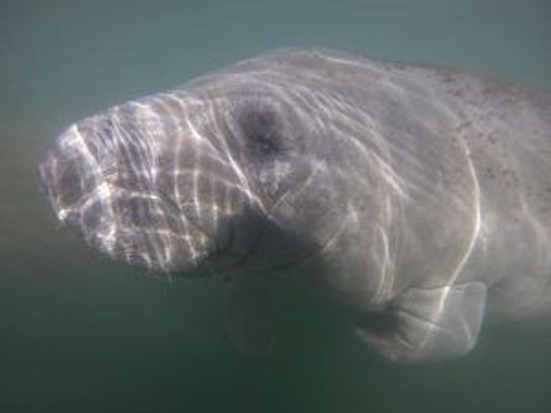 a fish swimming under water