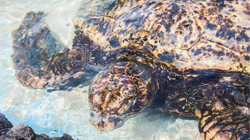 Sea Turtle At The Honolulu Zoo