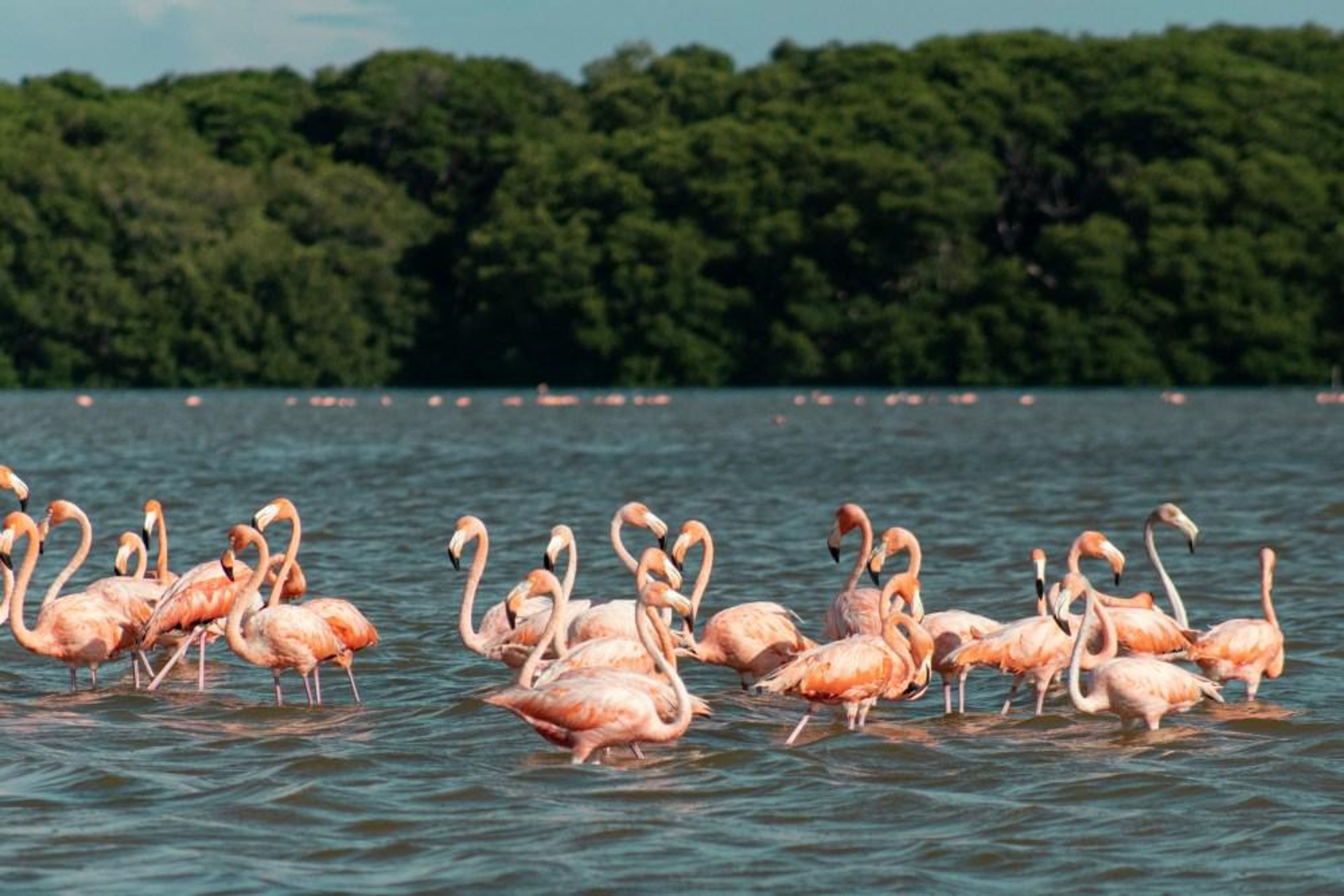 Celestun Flamingo Tour - Image 2