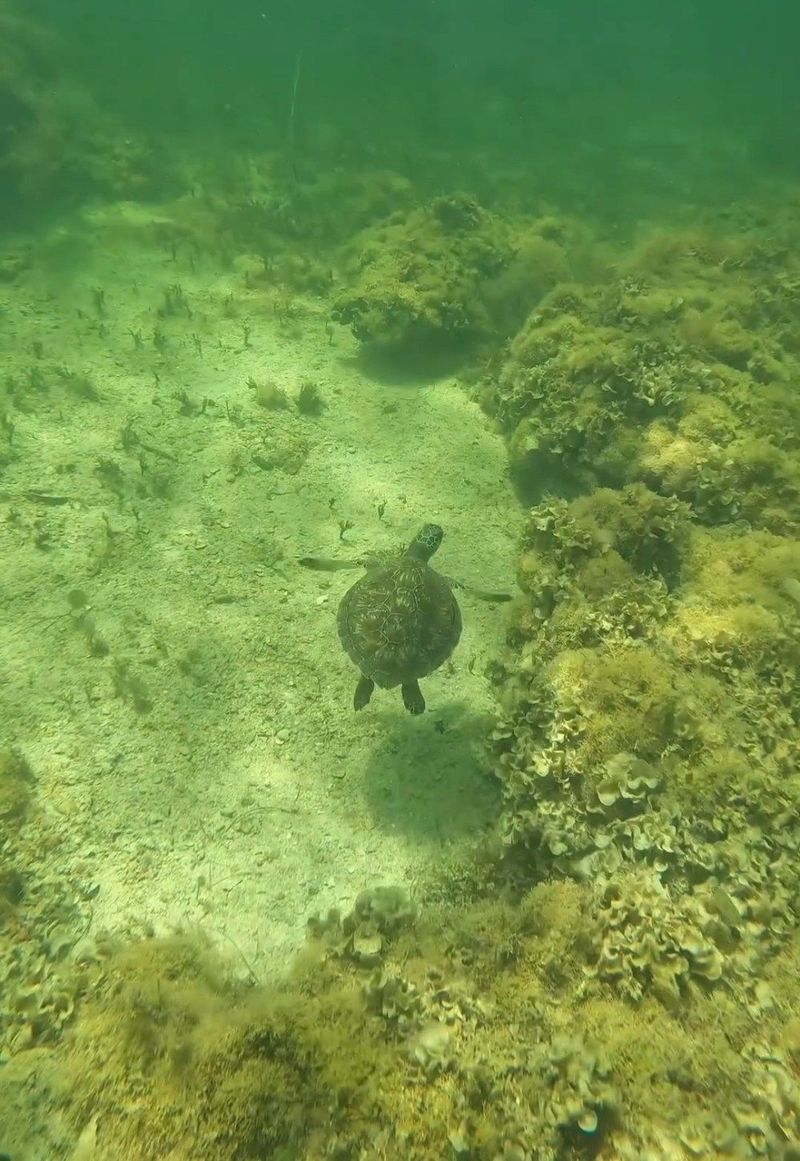 a green underwater