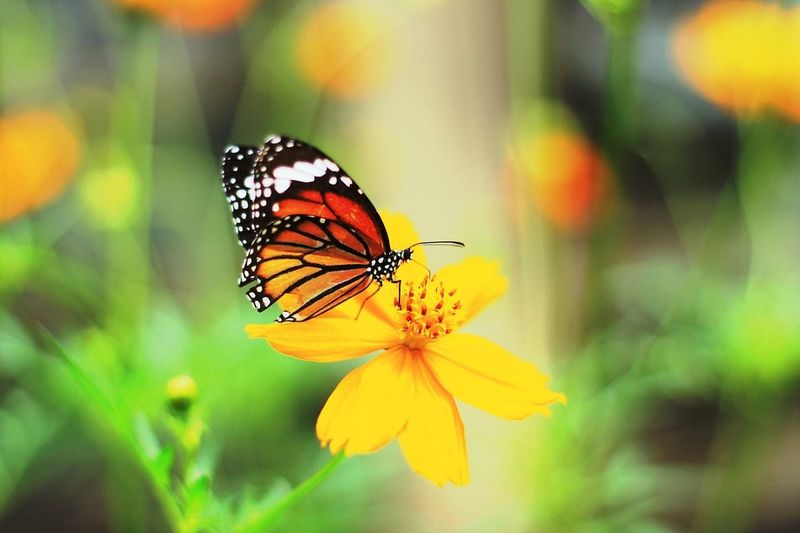 Celebrate Christmas Day at the Key West Butterfly and Nature Conservatory