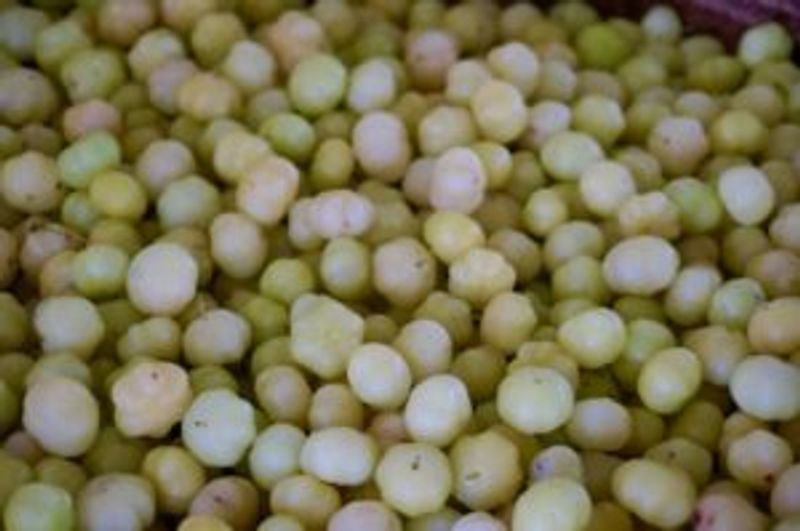 Gooseberry Fruit