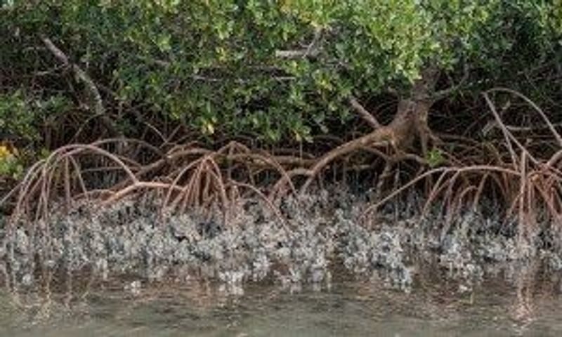 a bird that is standing in the water