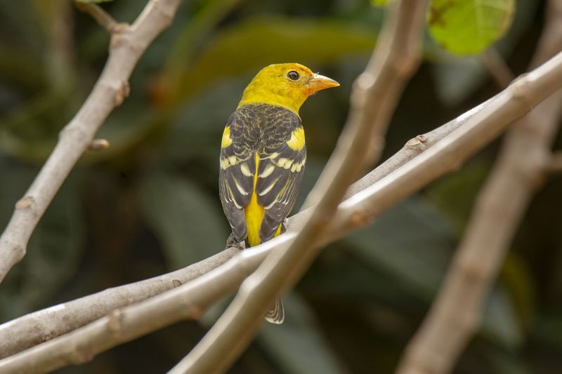 Western Tanager - Chichagof Island - Birding In Alaska