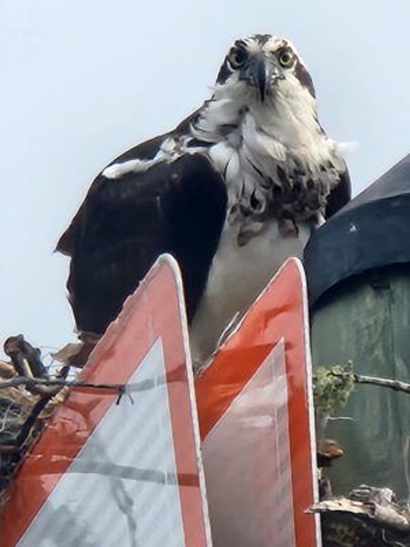 a bird sitting on a boat