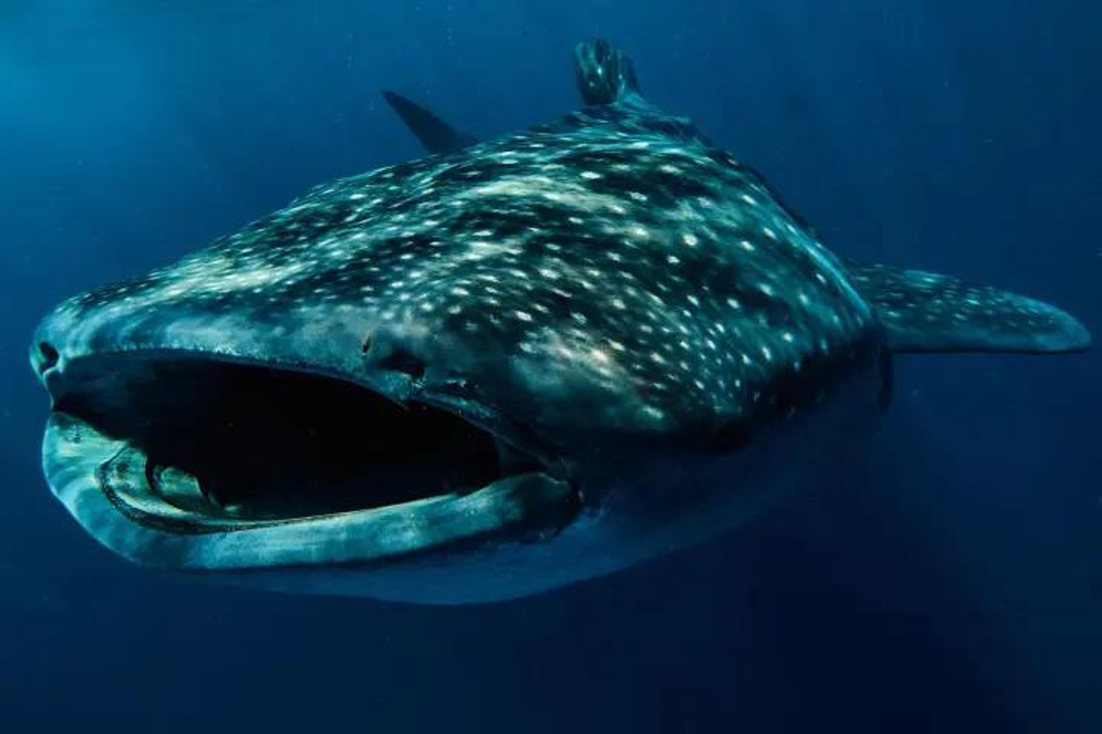 Swim with Whale Sharks - Public - Image 3