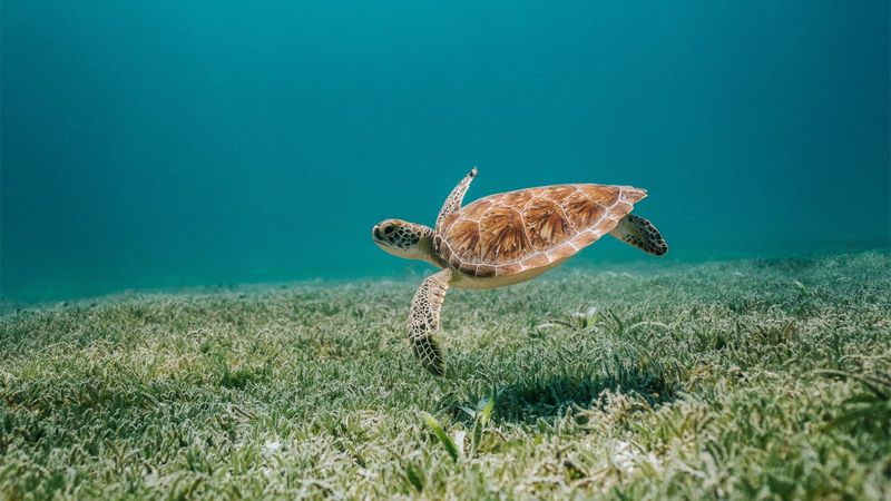Loggerhead Turtle Near Woman Key