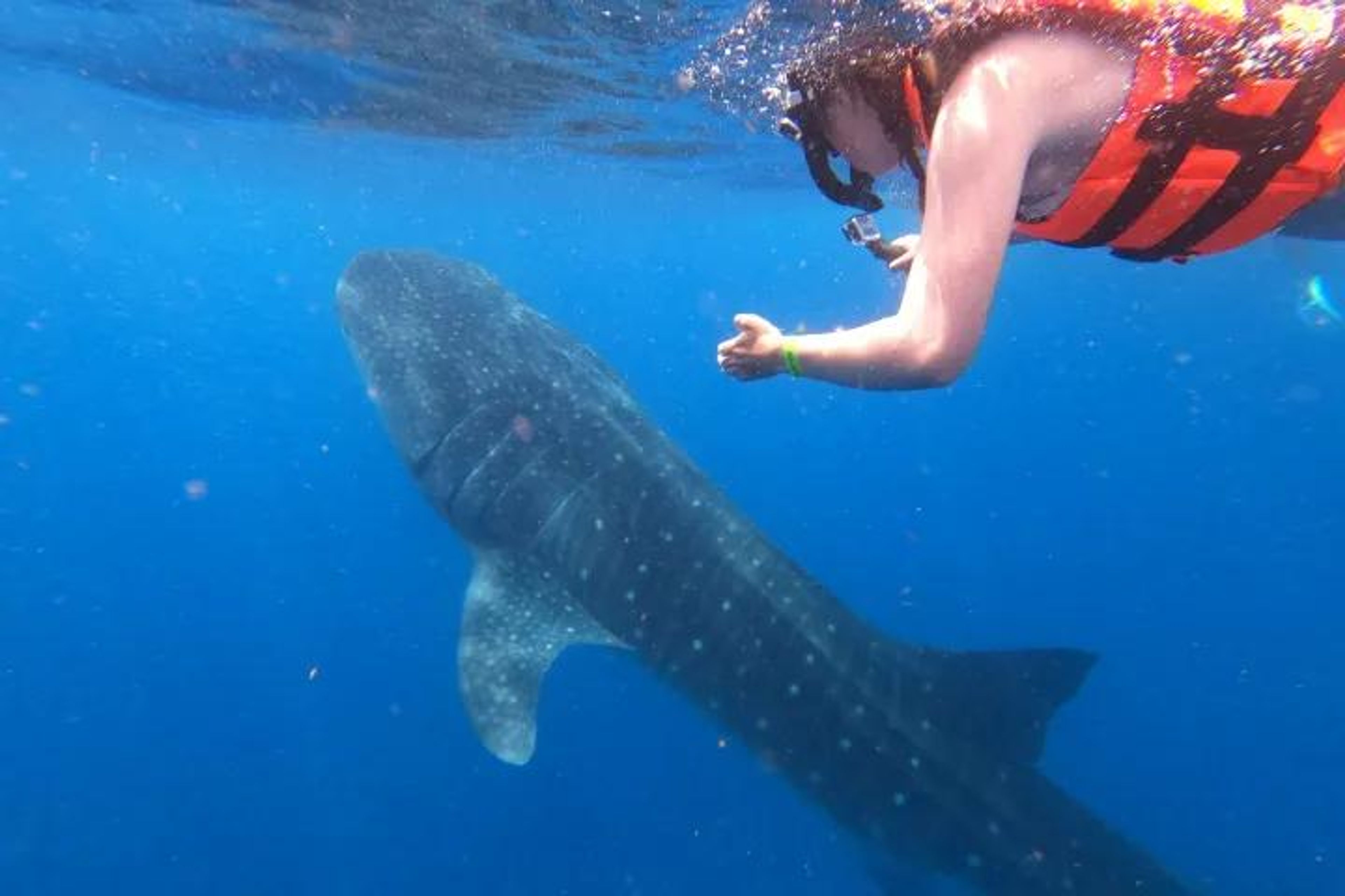 Swim with Whale Sharks - Private - Image 1