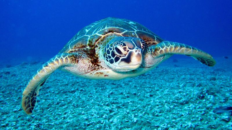 Green Sea Turtles Love Warm Waters Of The Florida Keys