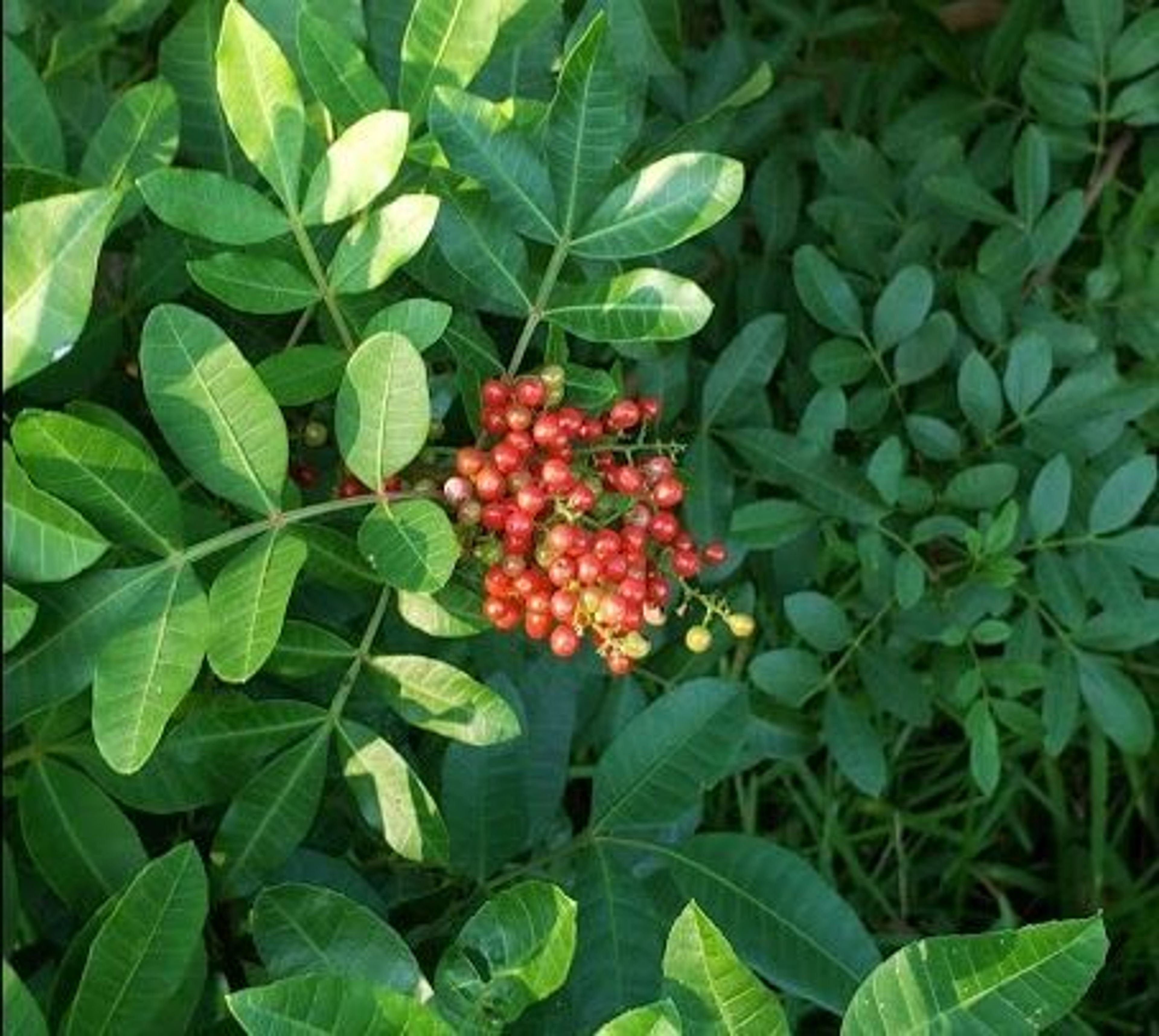 The Brazilian Pepper Tree Invasion: A Thorn in Florida's Mangrove Ecosystem