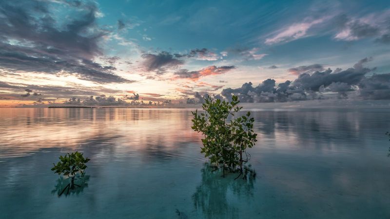 Mangrove Trees