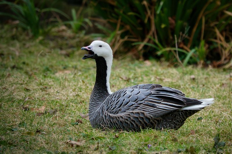 Emperor Goose In Alaska