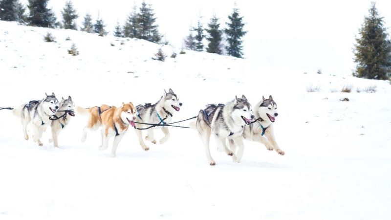 dog sledding in Pagosa Springs Colorado